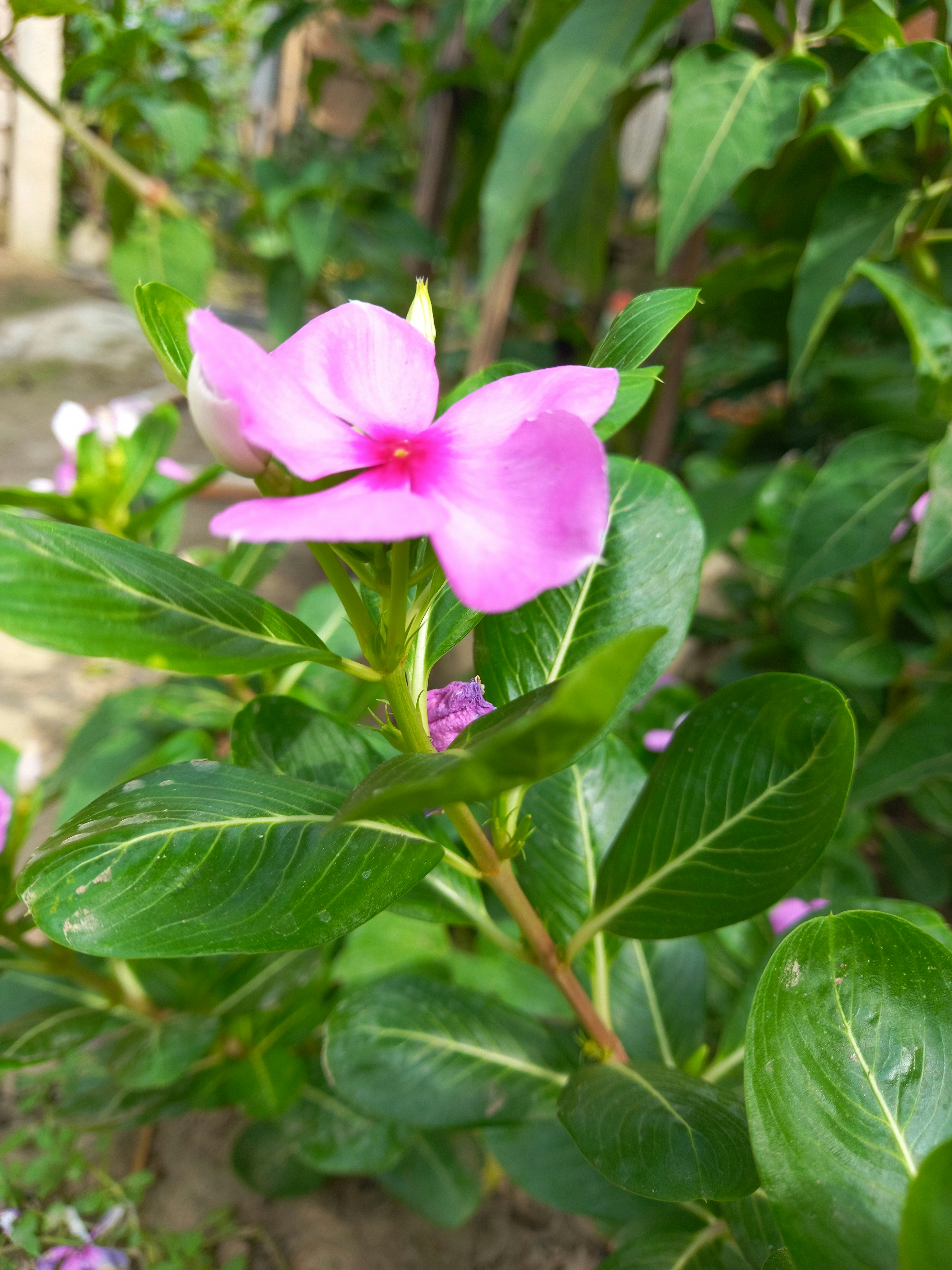 A pink flower with green leaves in a garden