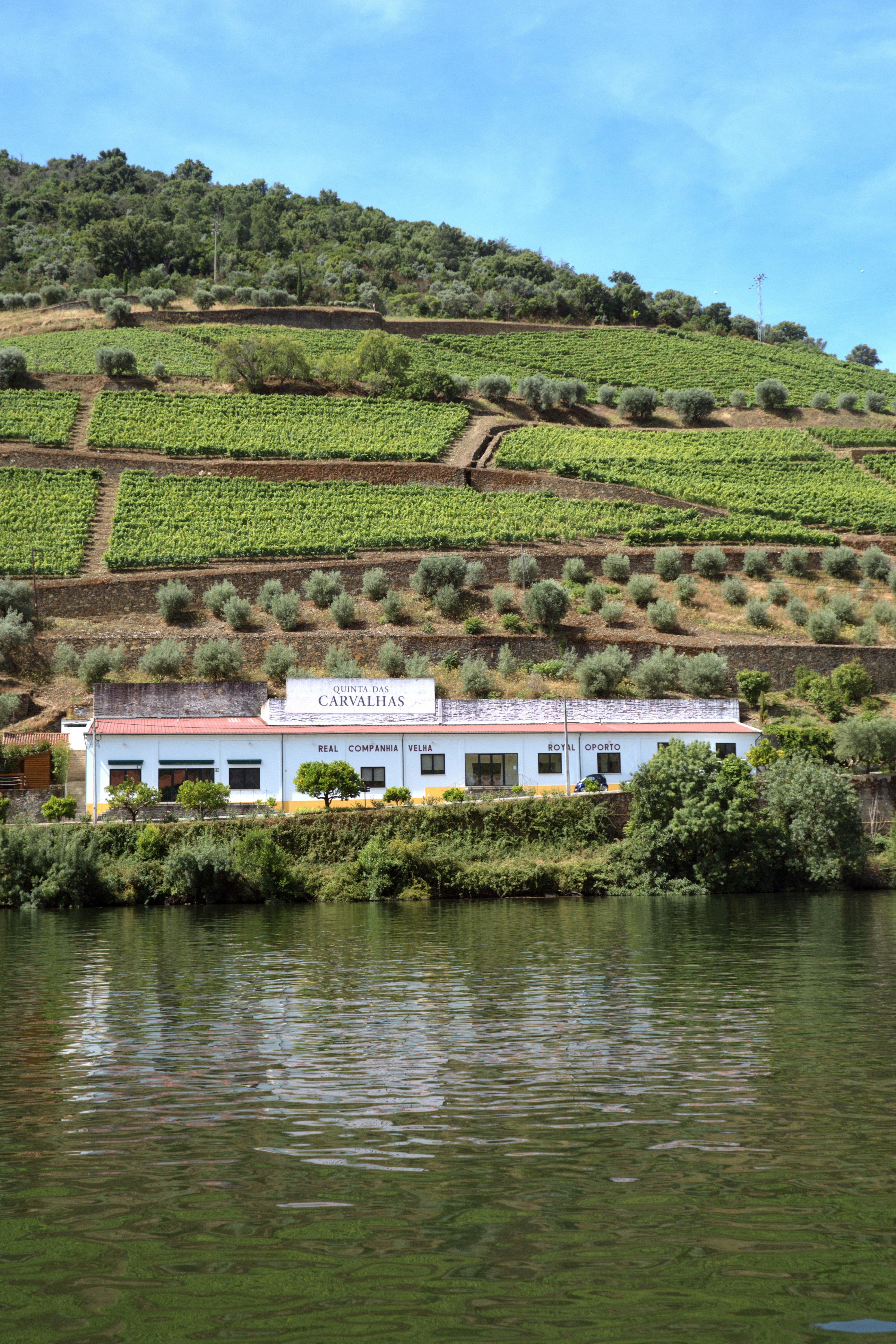 Why the Douro Valley Produces Port and Nowhere Else Can