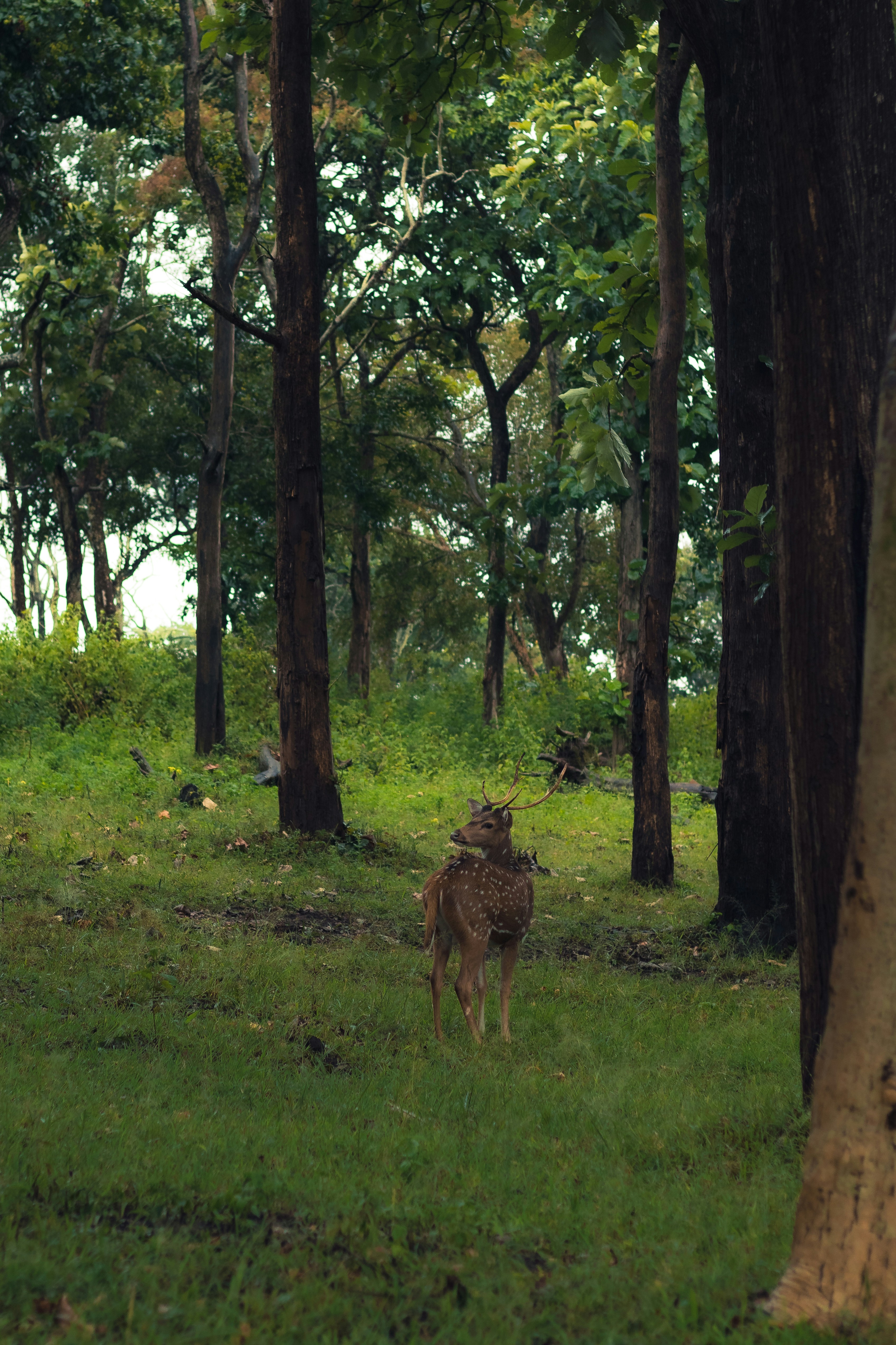 A deer is standing in the middle of a forest