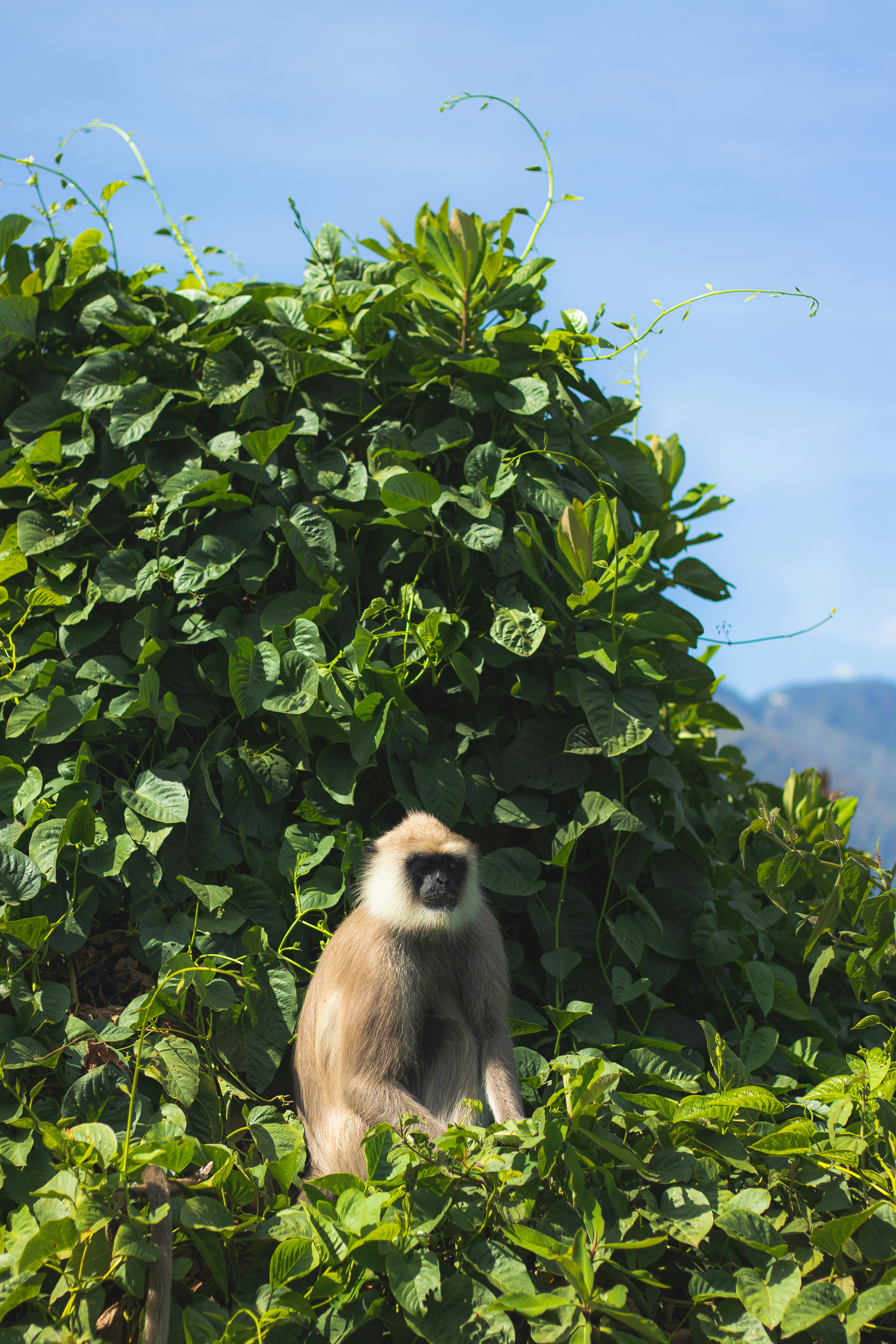A monkey is sitting in the middle of a tree
