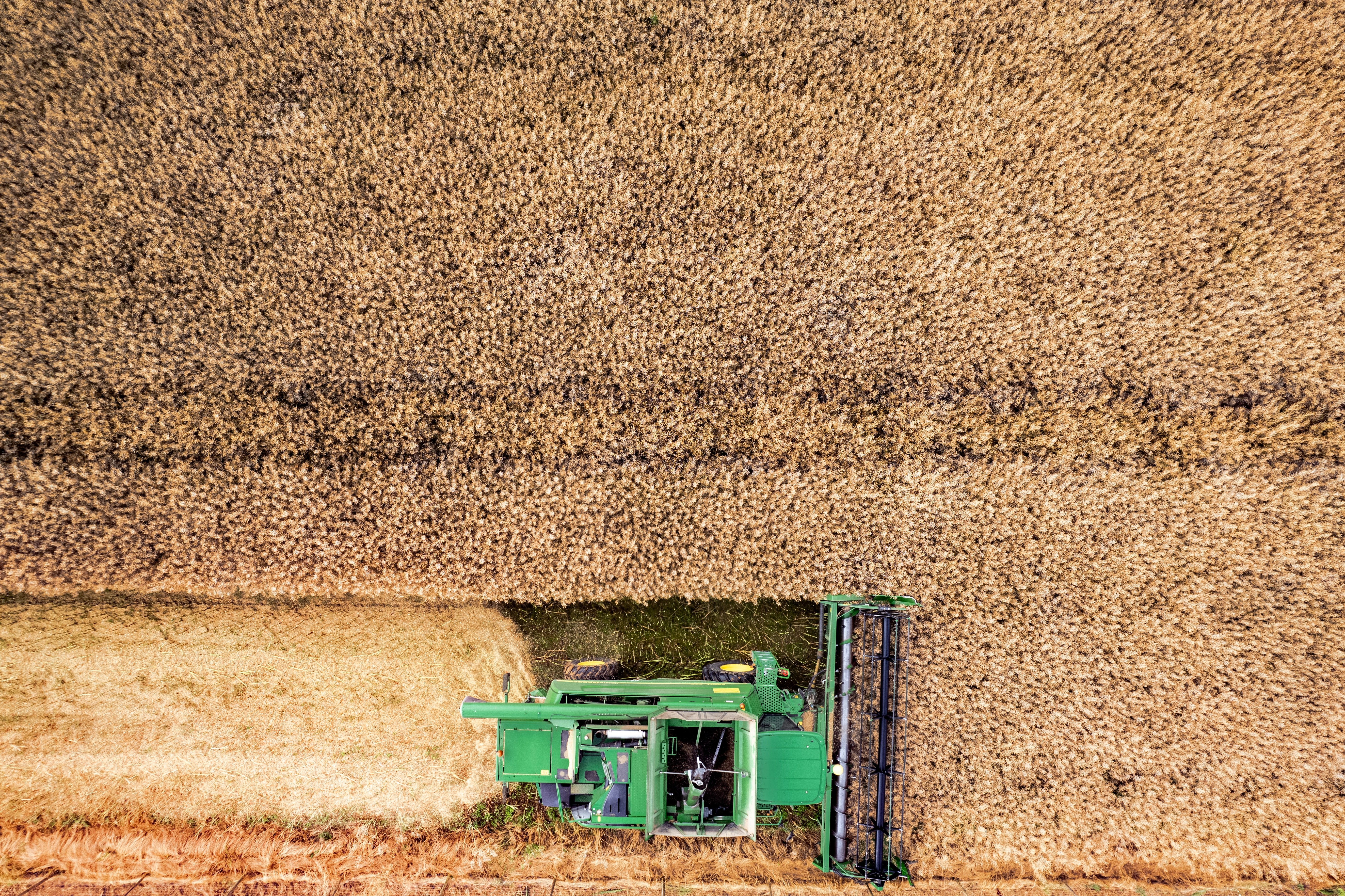 A green tractor is driving through a wheat field