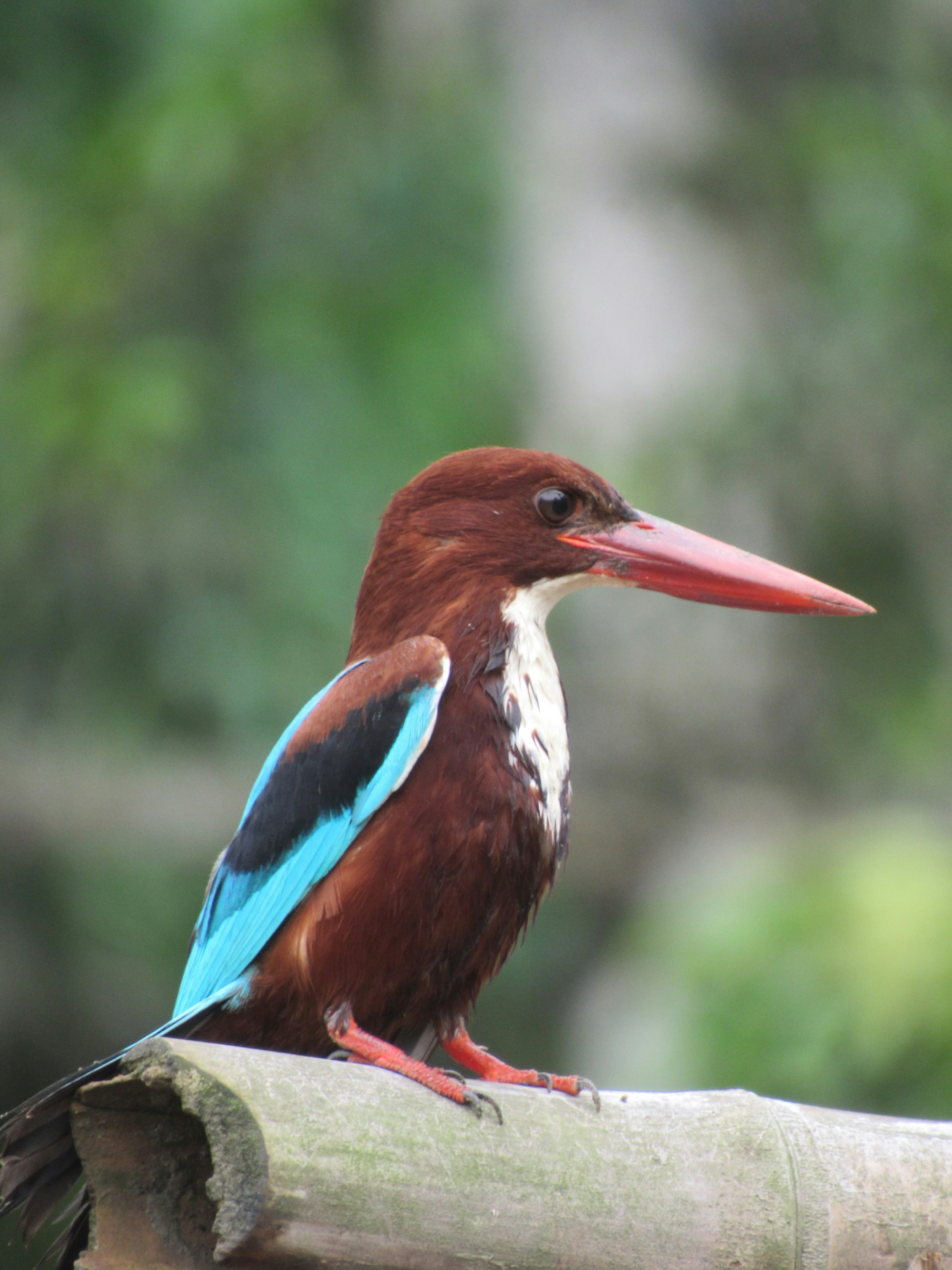 A colorful bird sitting on top of a tree branch