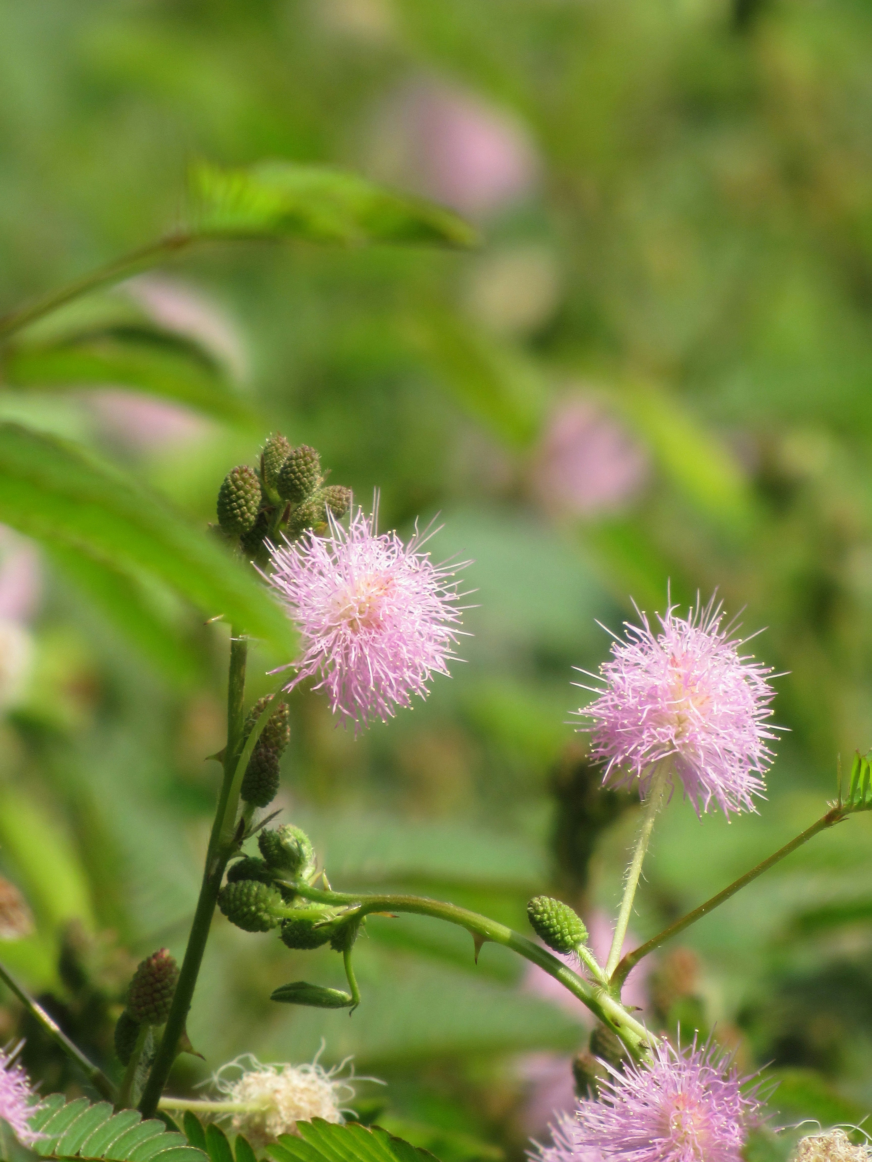 Photo by almahmudurrahmanfahim