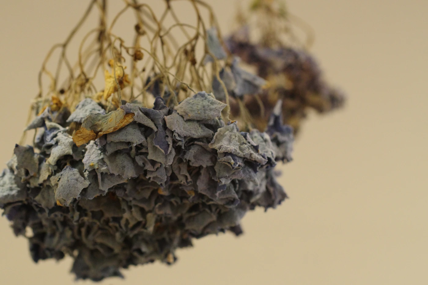 Several small bunches of dried flowers hanging separately from a wire with space for air between them