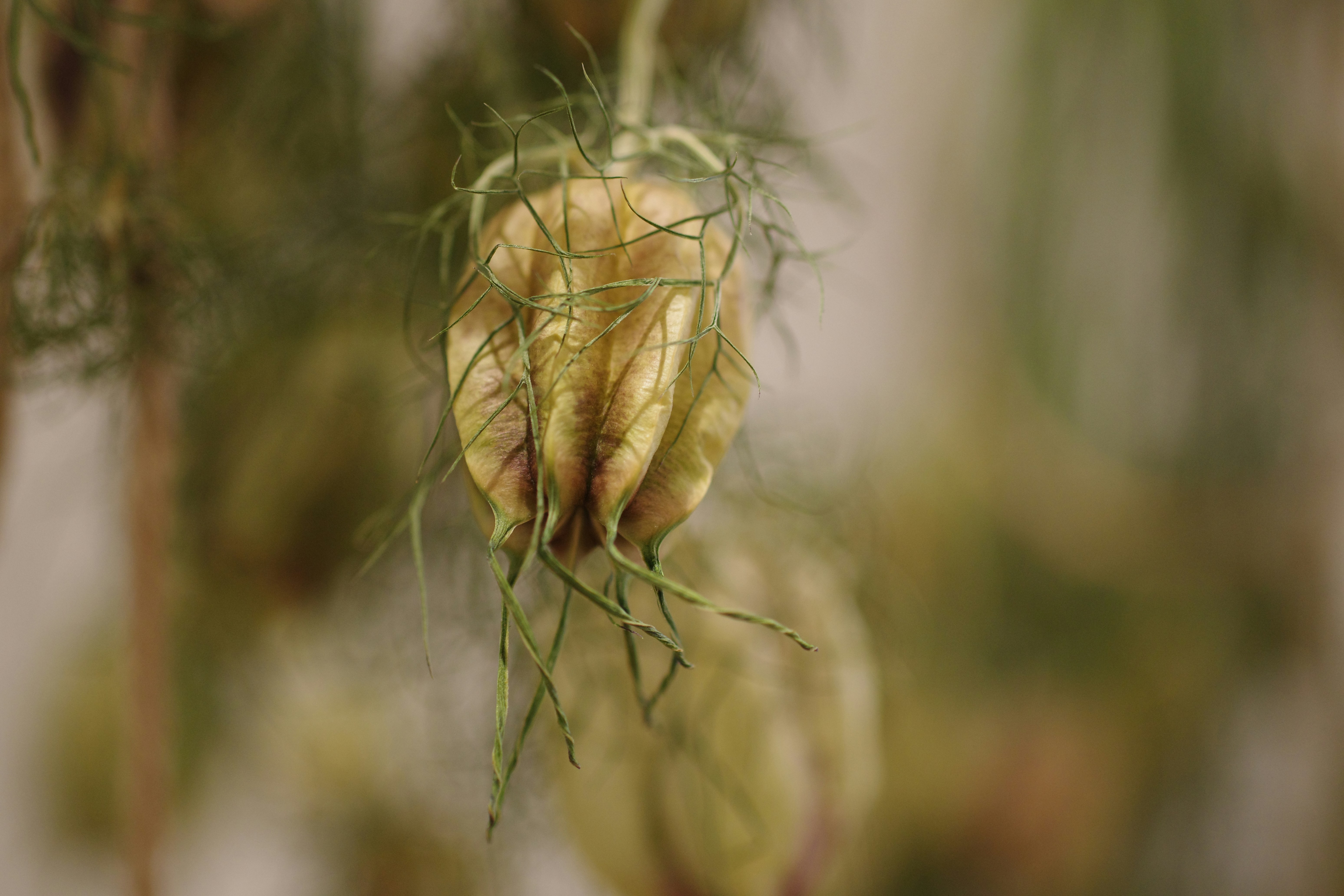 Beautiful dried flowers 美しいドライフラワー