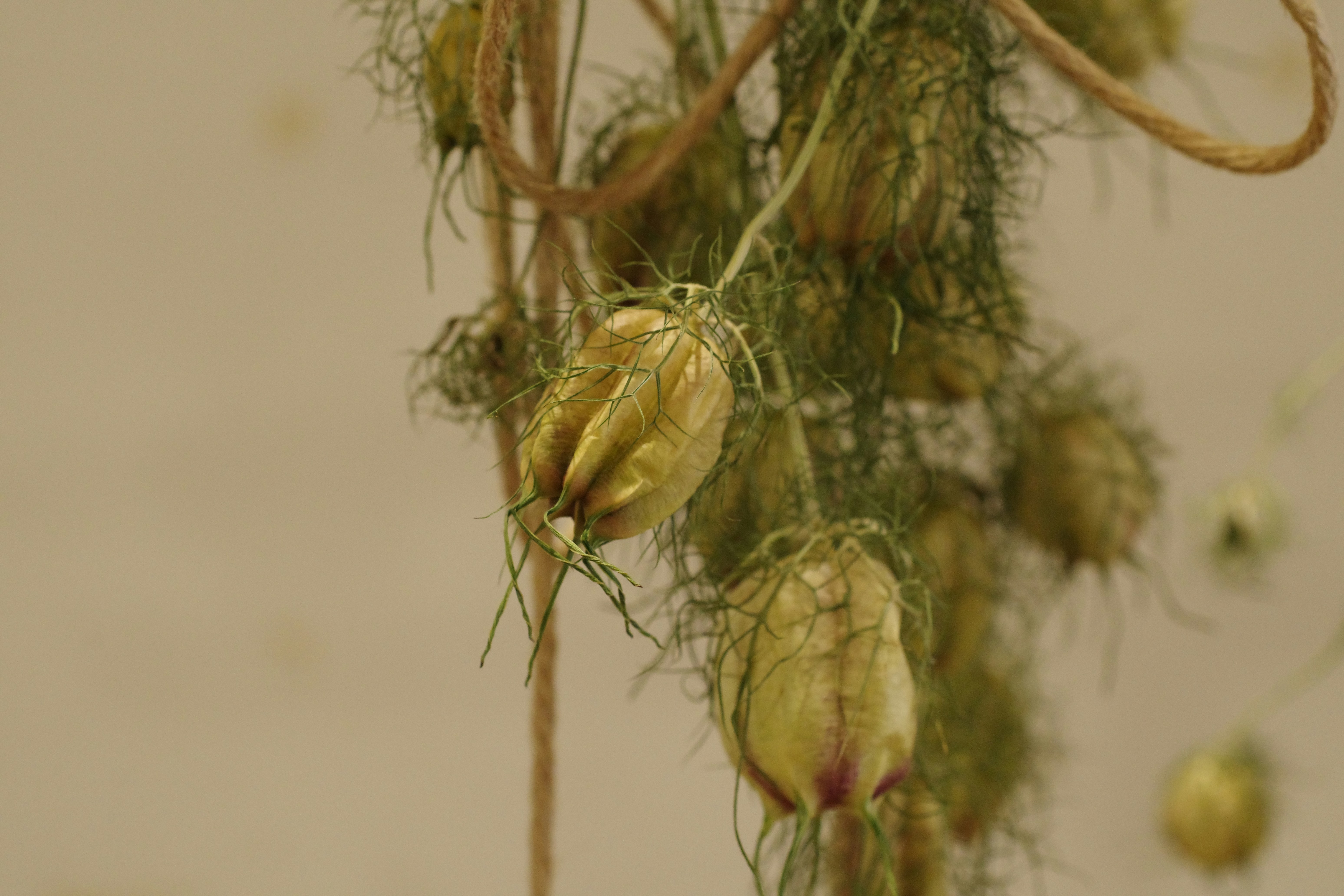 Beautiful dried flowers