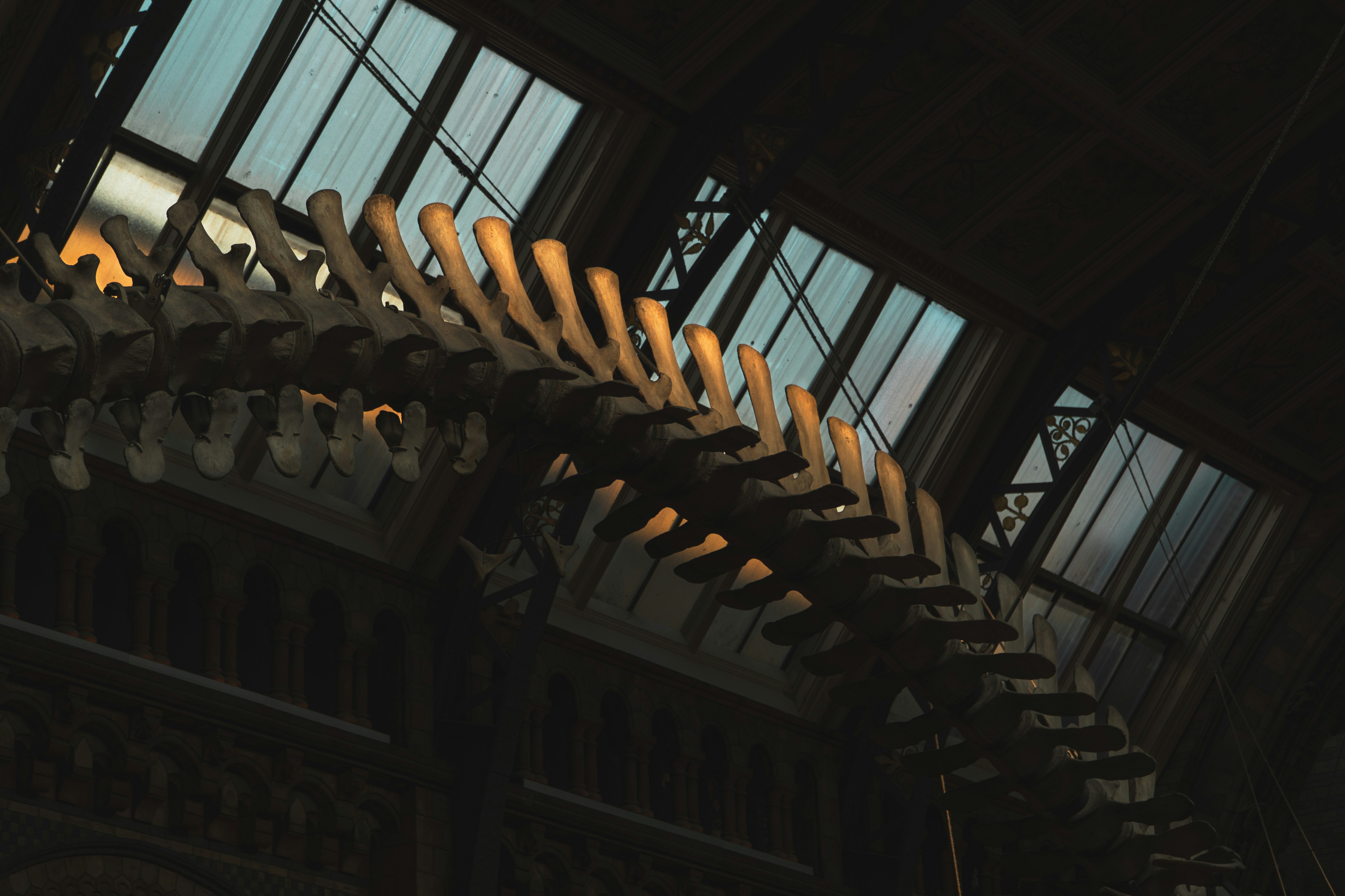A large skeleton of a dinosaur in a museum