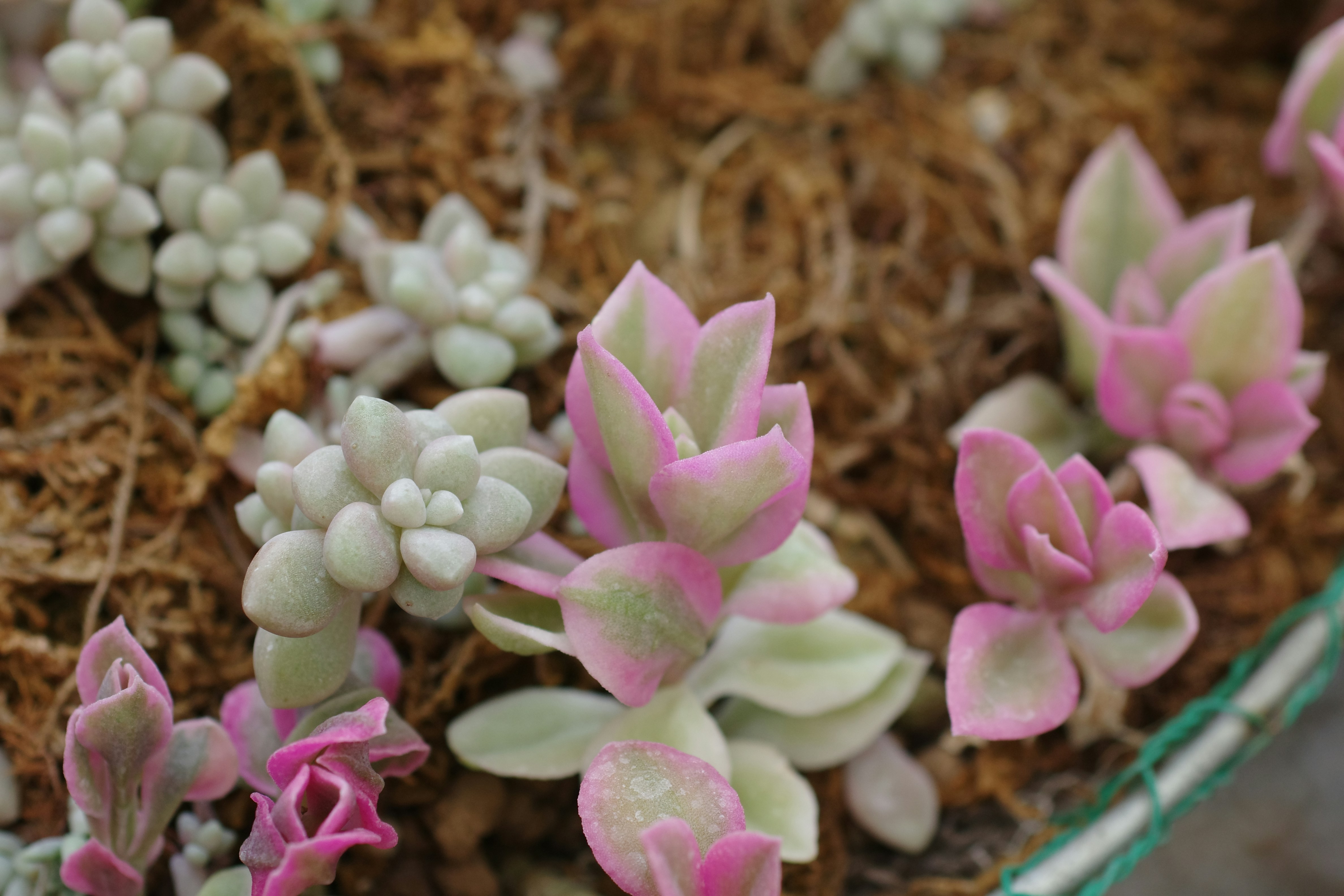 soft pastel nursery, wallpaper, Nursery Design with Bed Frame: Ideas & Inspiration 4