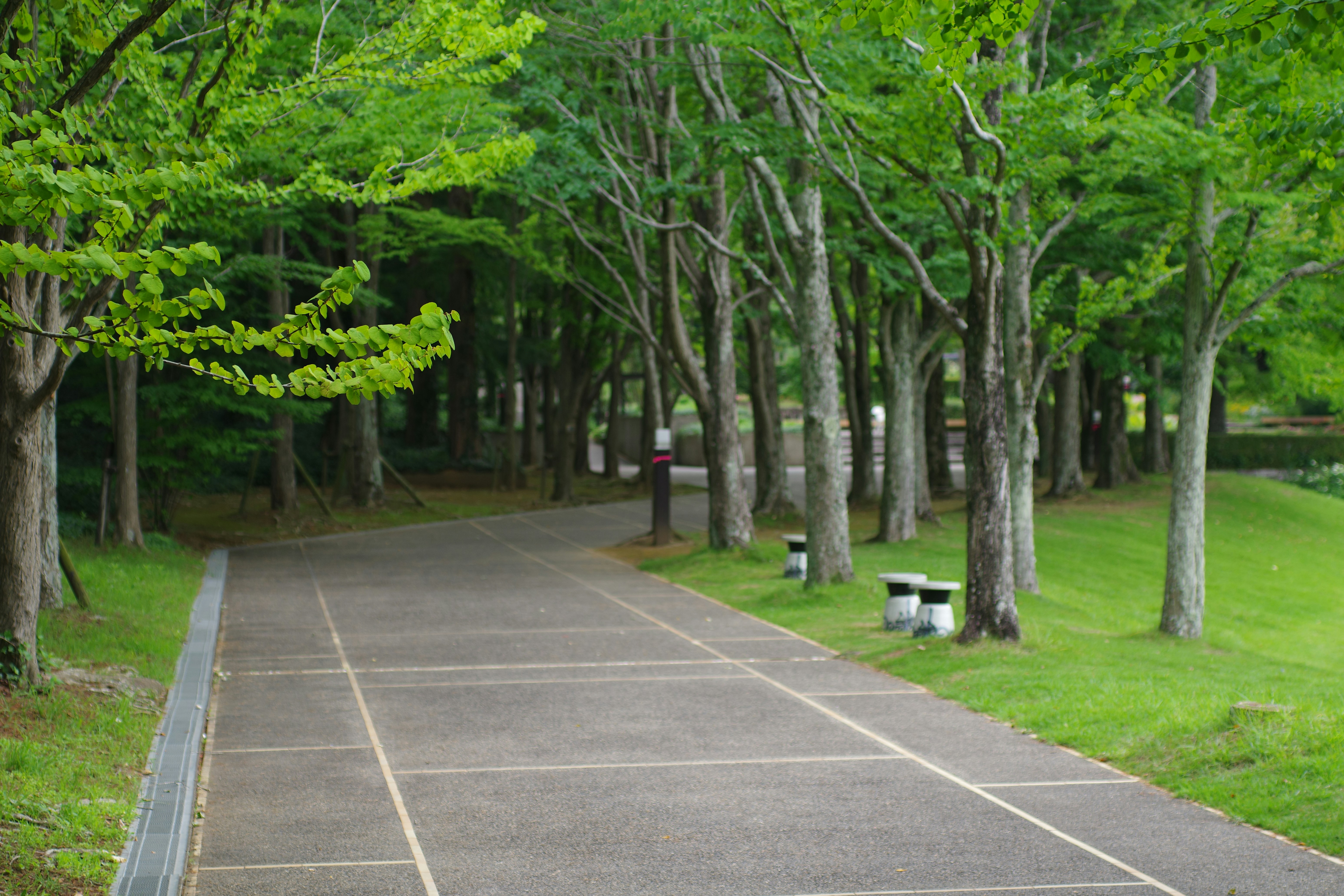 A park with benches and trees lining the sides of it