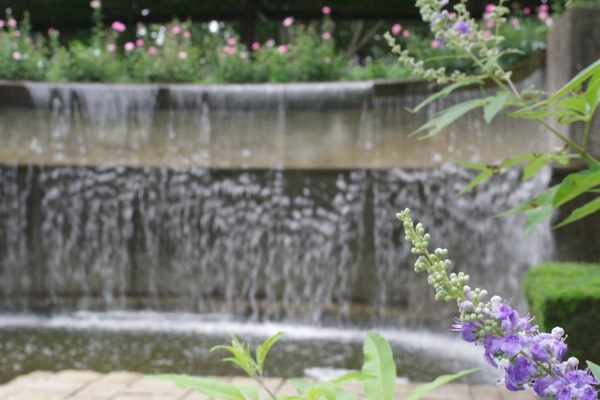 Salvia guaranitica Black and Blue
