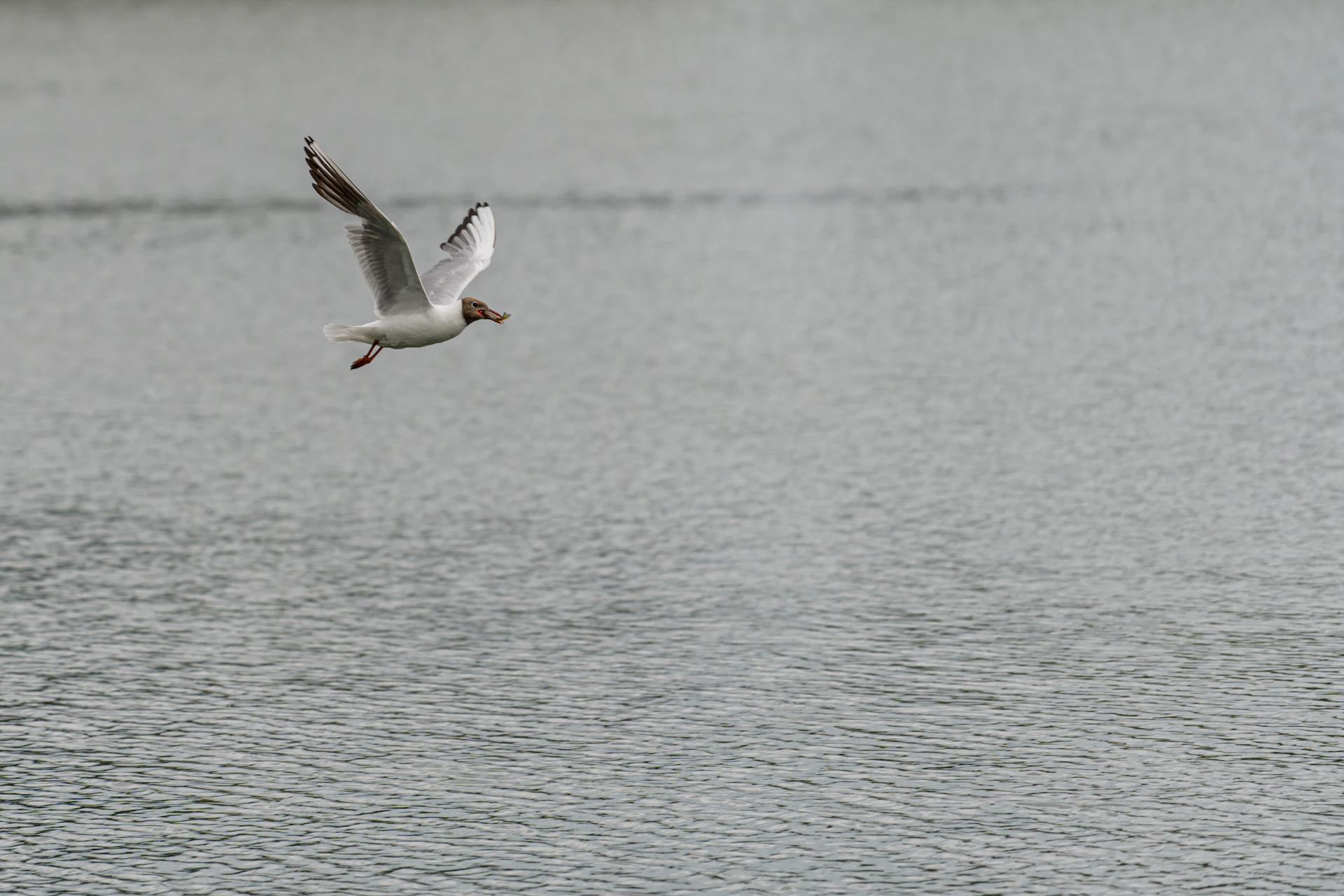 A bird flying over a body of water