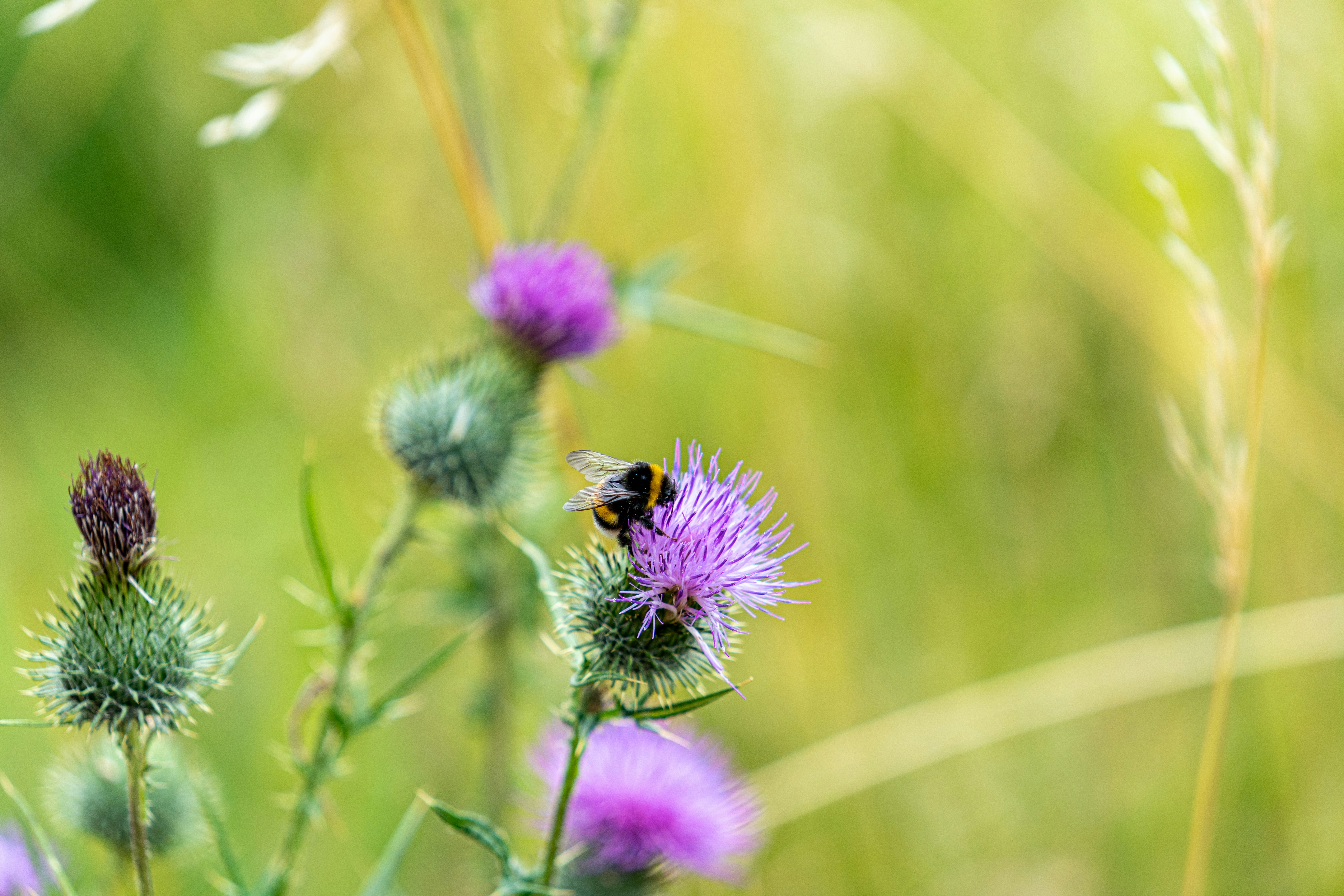 Photo by robertschwarz