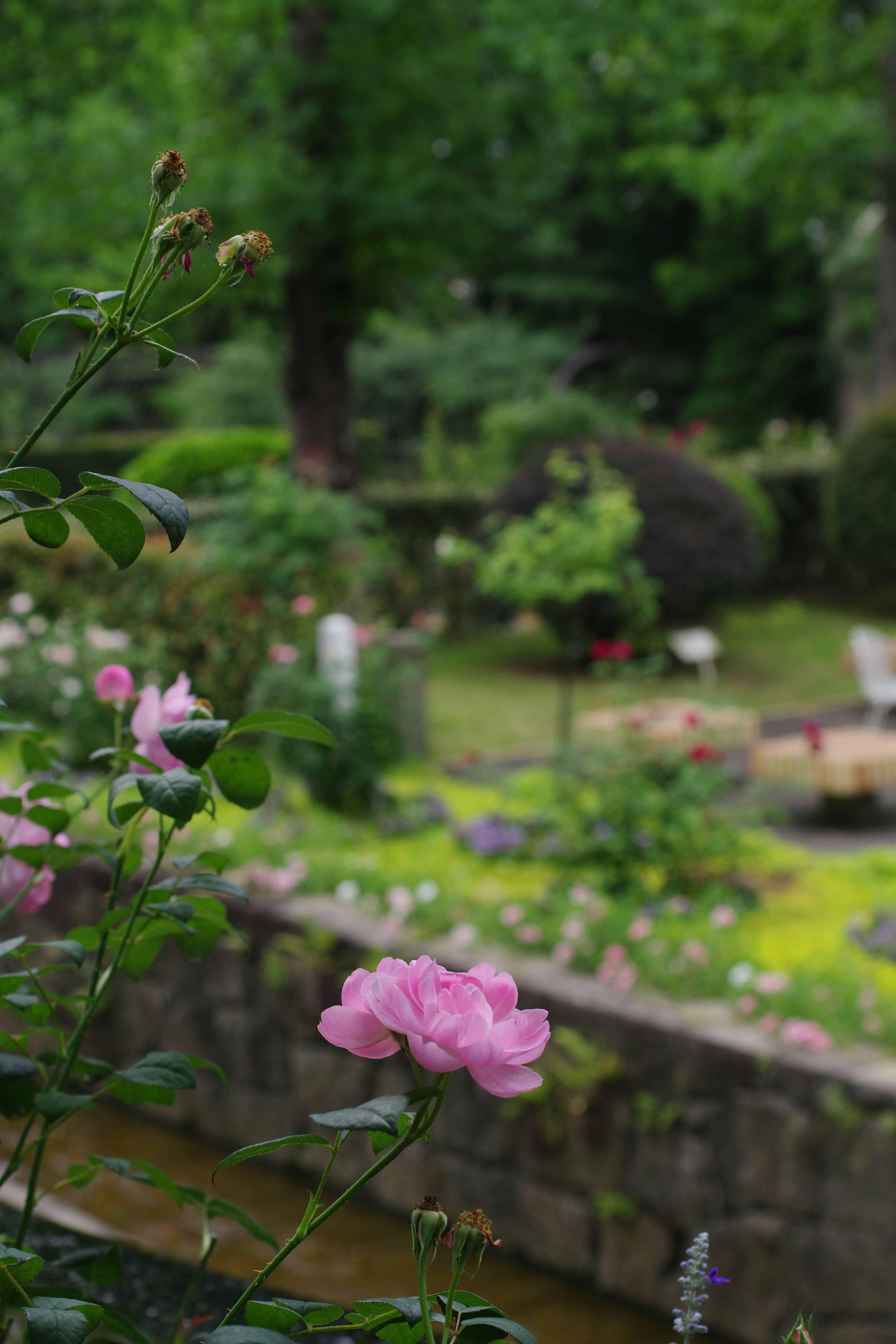 A serene garden with flowers, symbolizing peace and memory