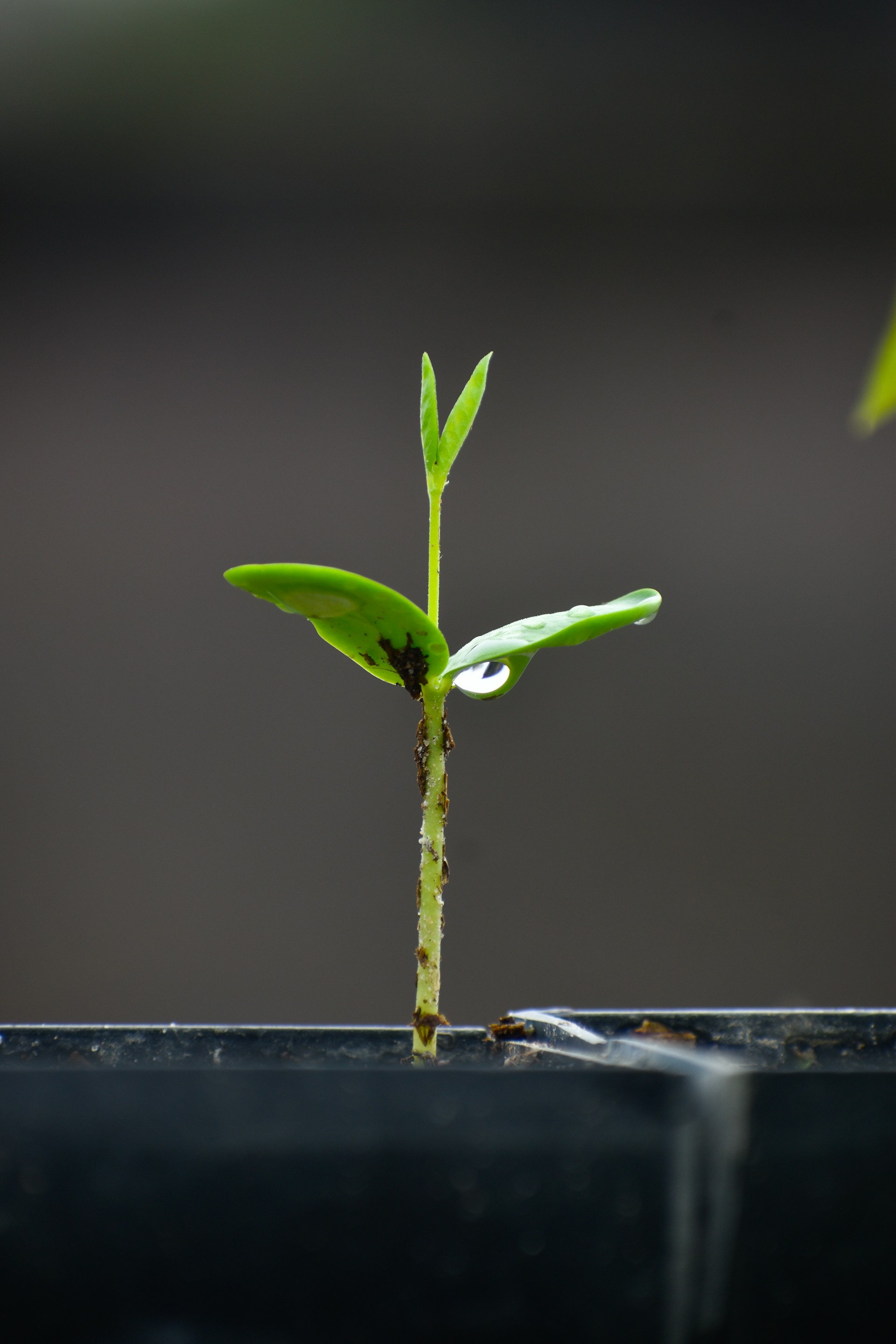 A small green plant sprouts from the ground
