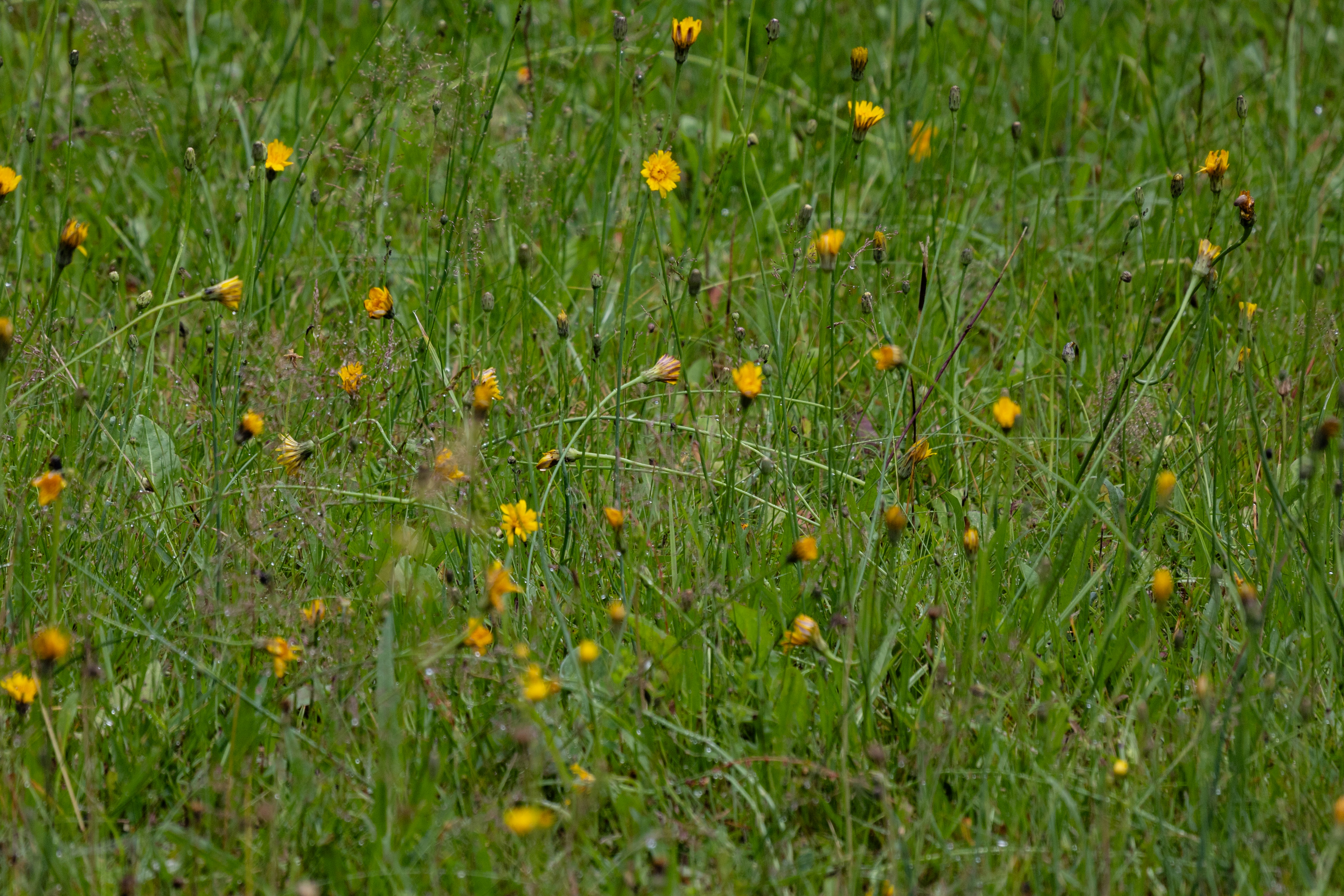 A bird standing in the middle of a grassy field