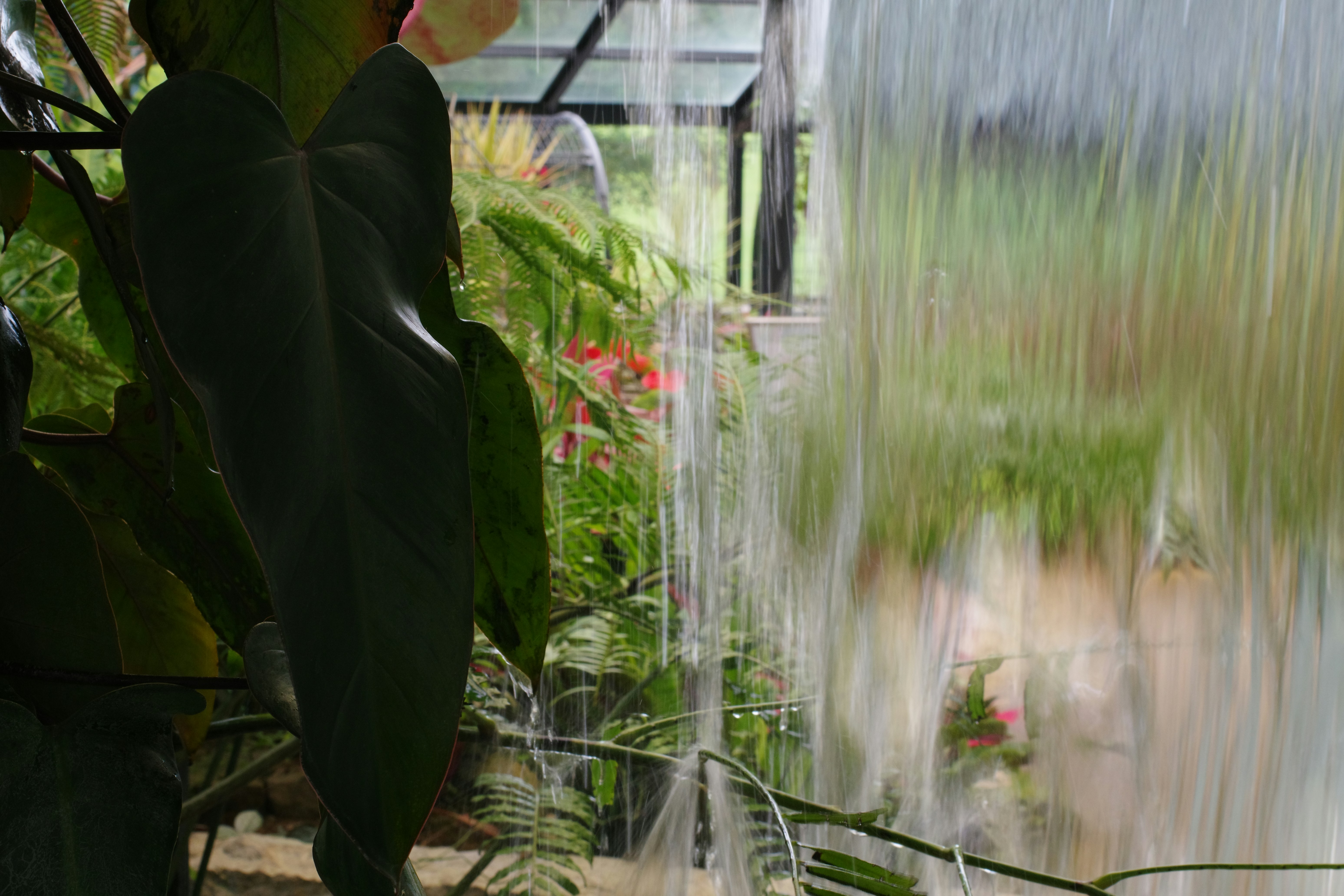 A cat that is standing in the grass