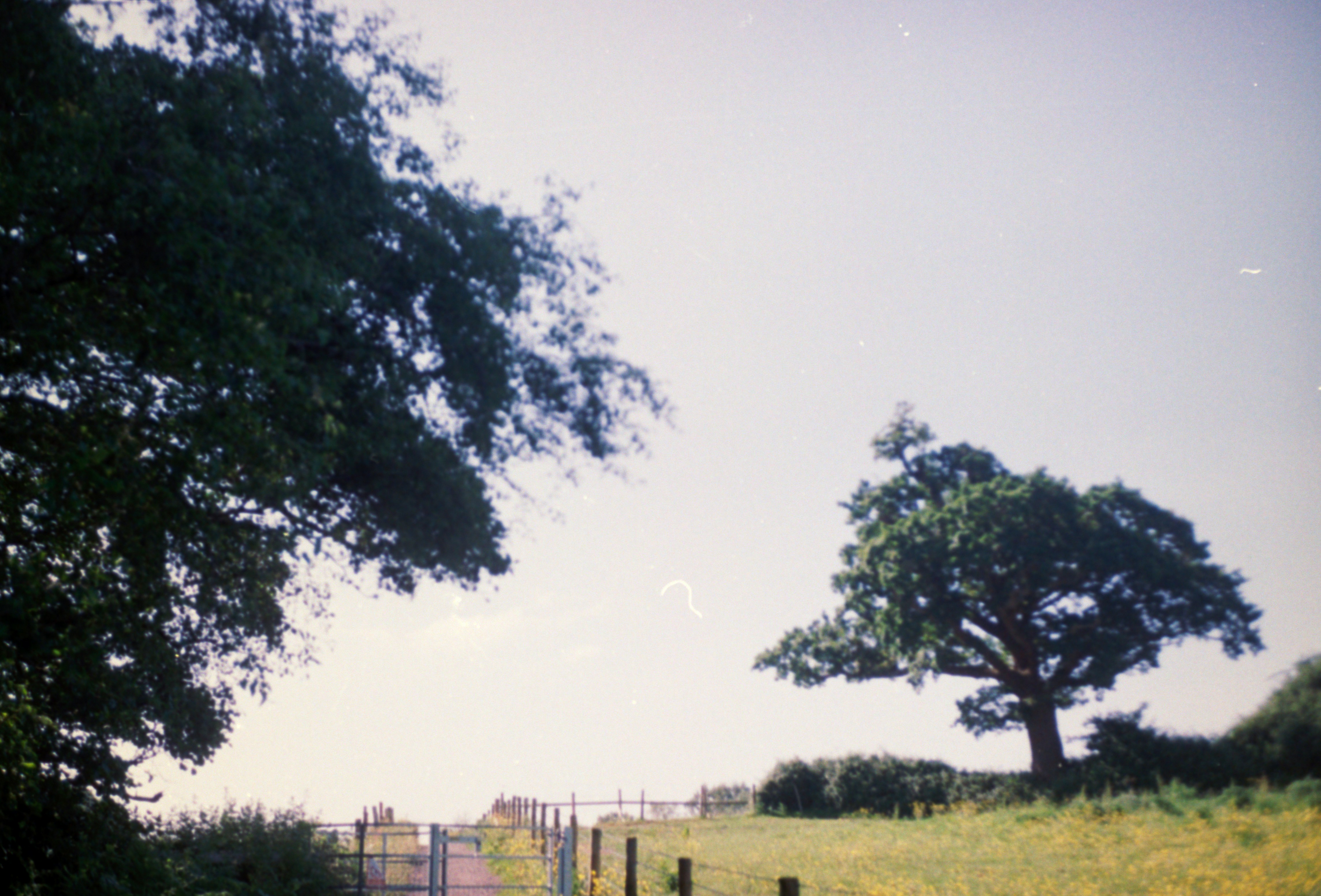A grassy field with a fence and trees