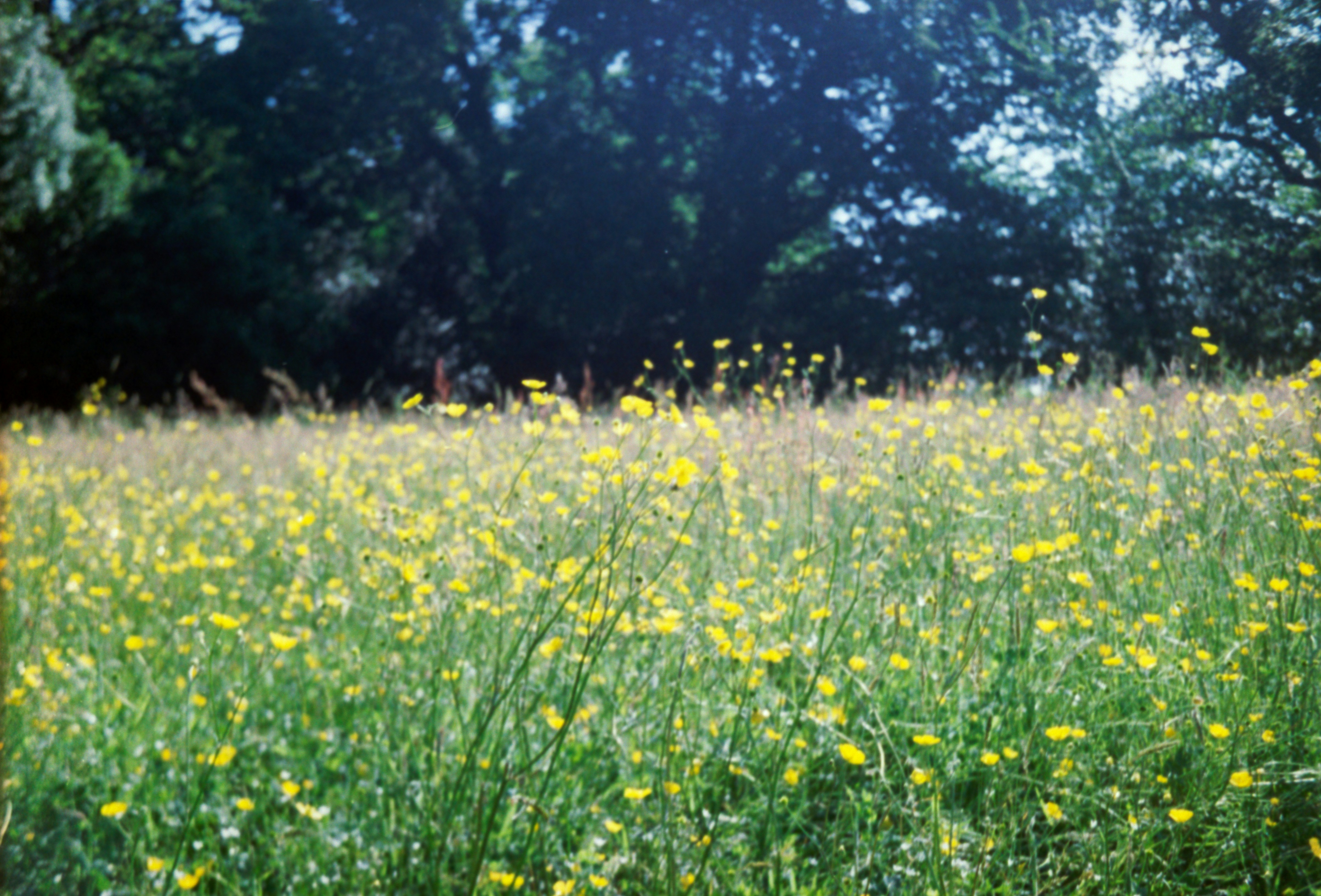A field full of yellow flowers with trees in the background