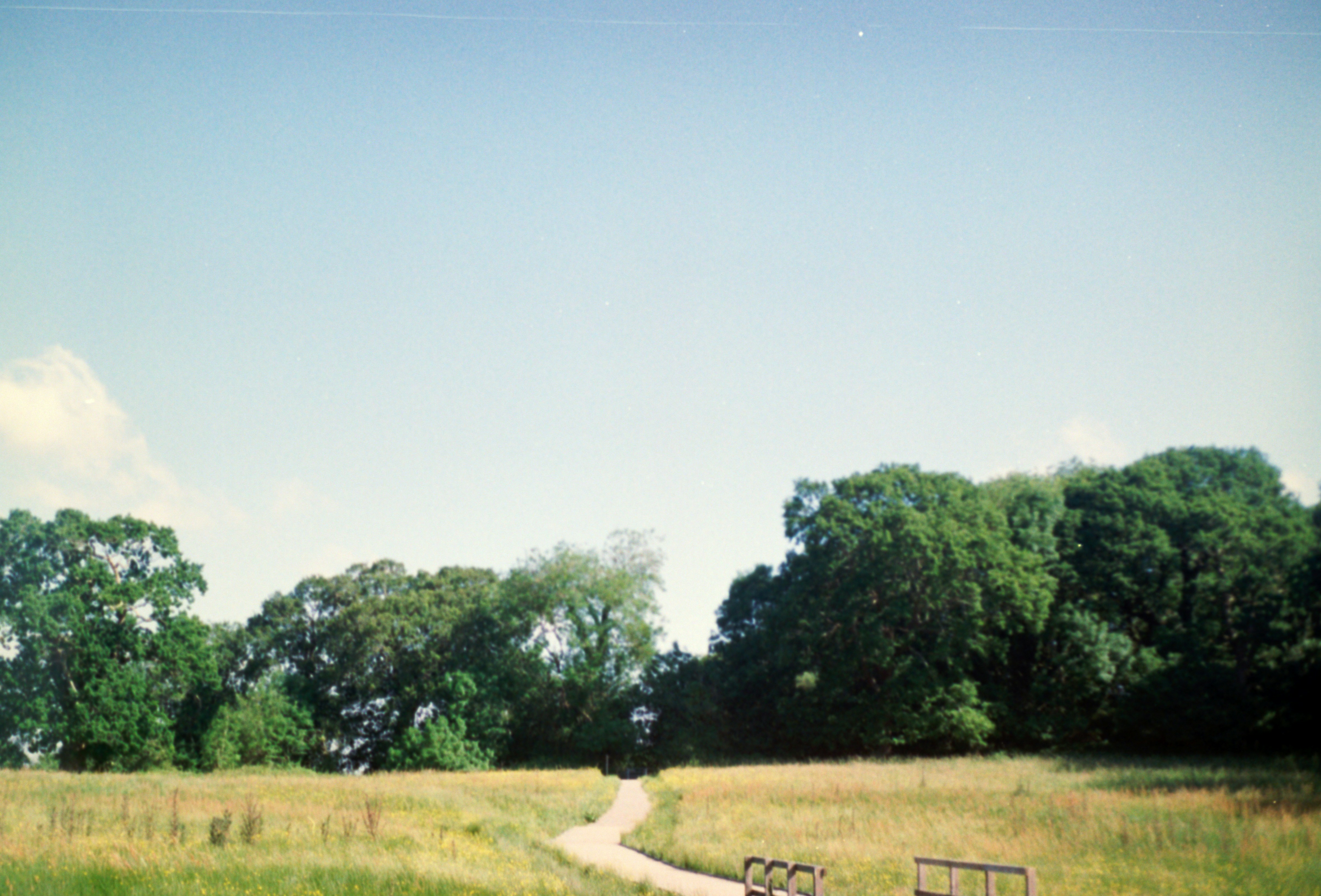 A grassy field with a dirt road and trees