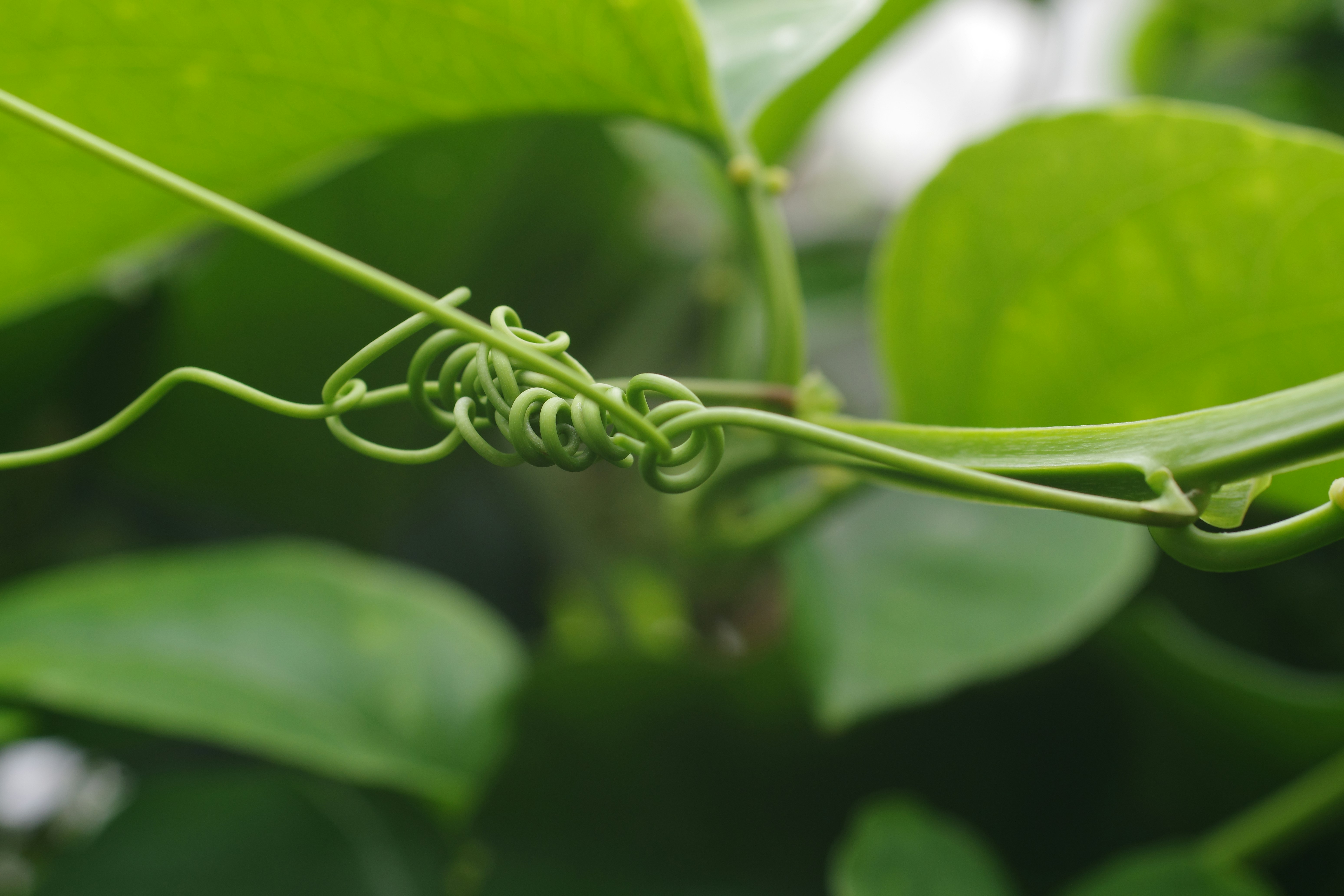 גן ירוק עם פרחים