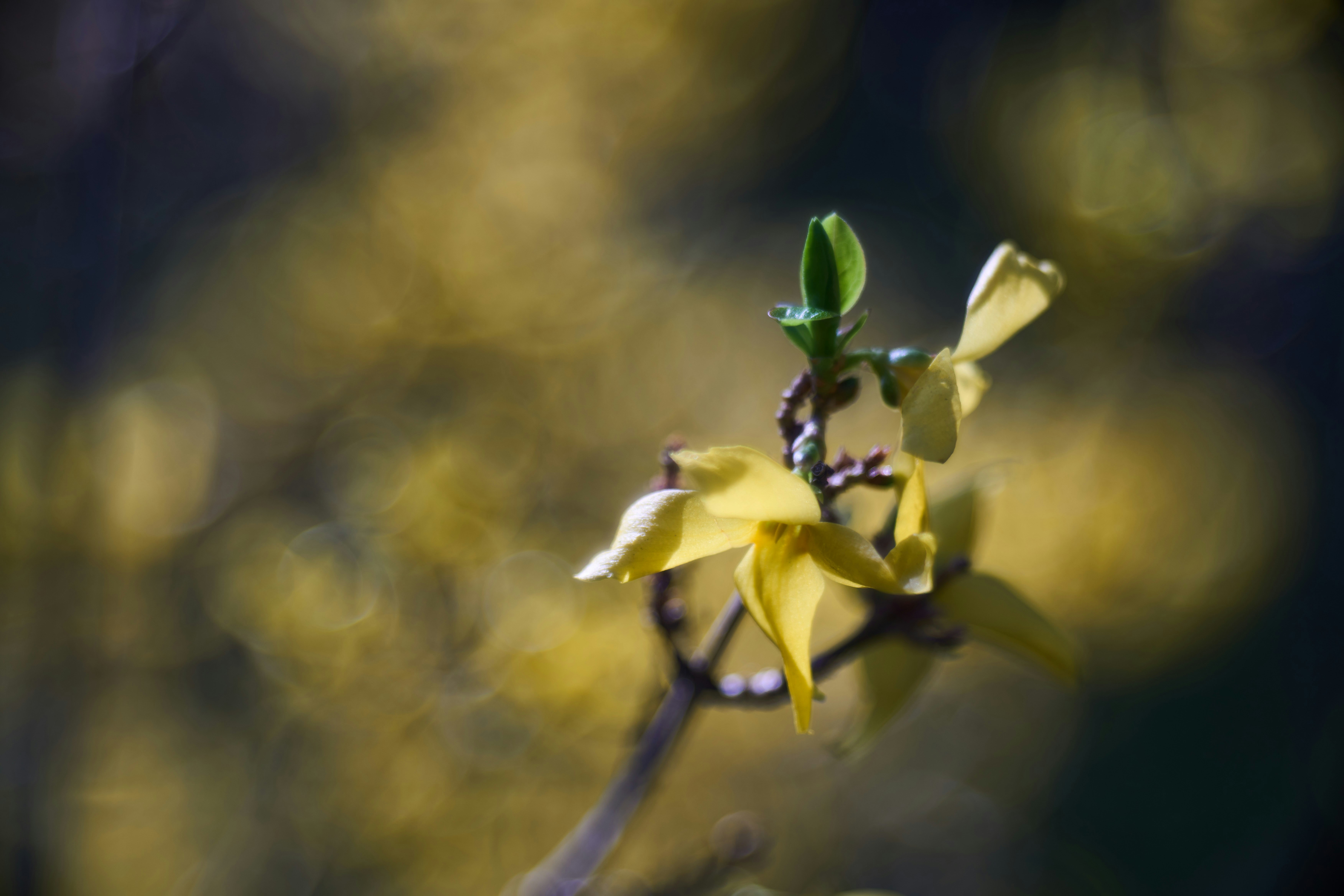 Photo by wolfgang_hasselmann