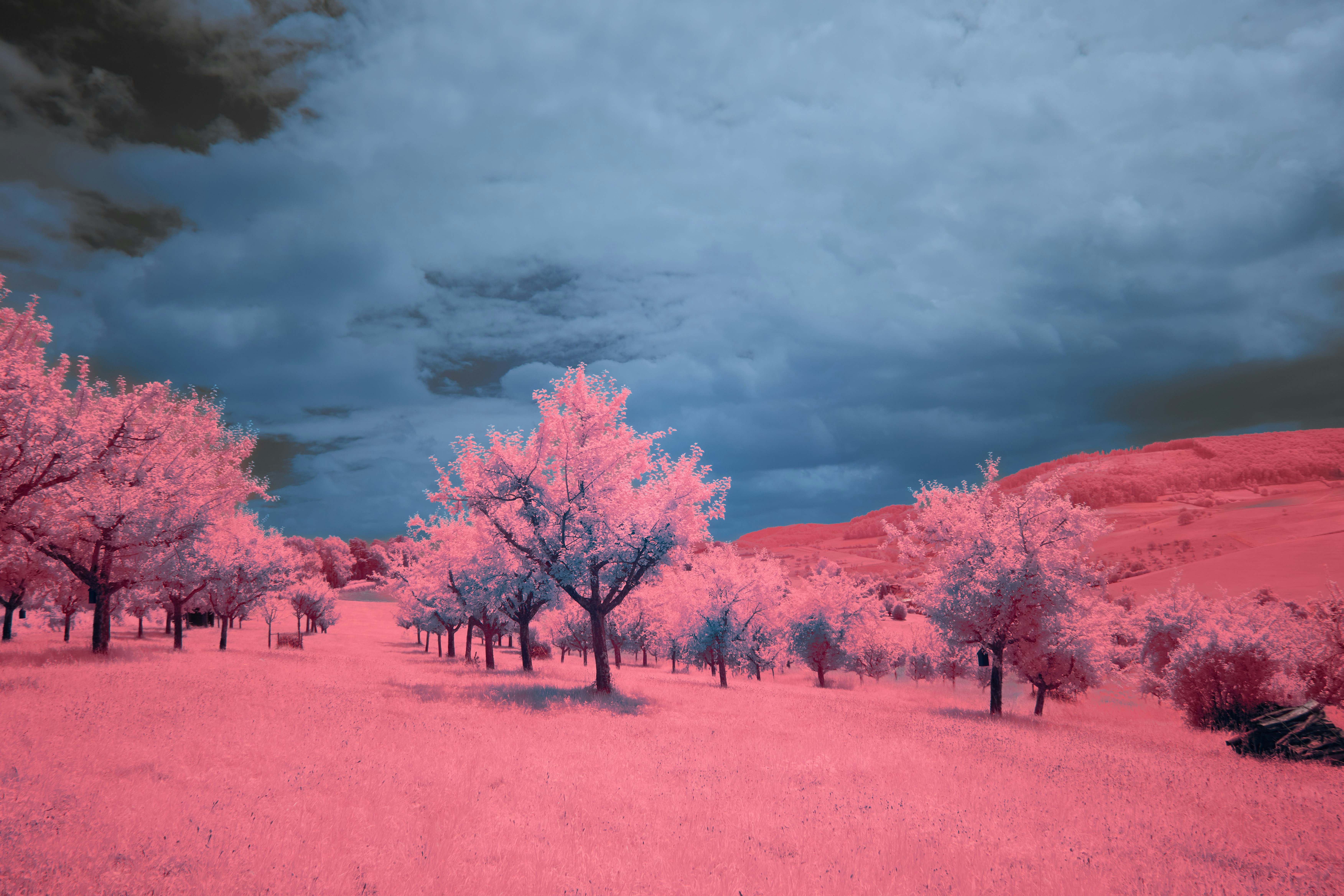 Photo by wolfgang_hasselmann