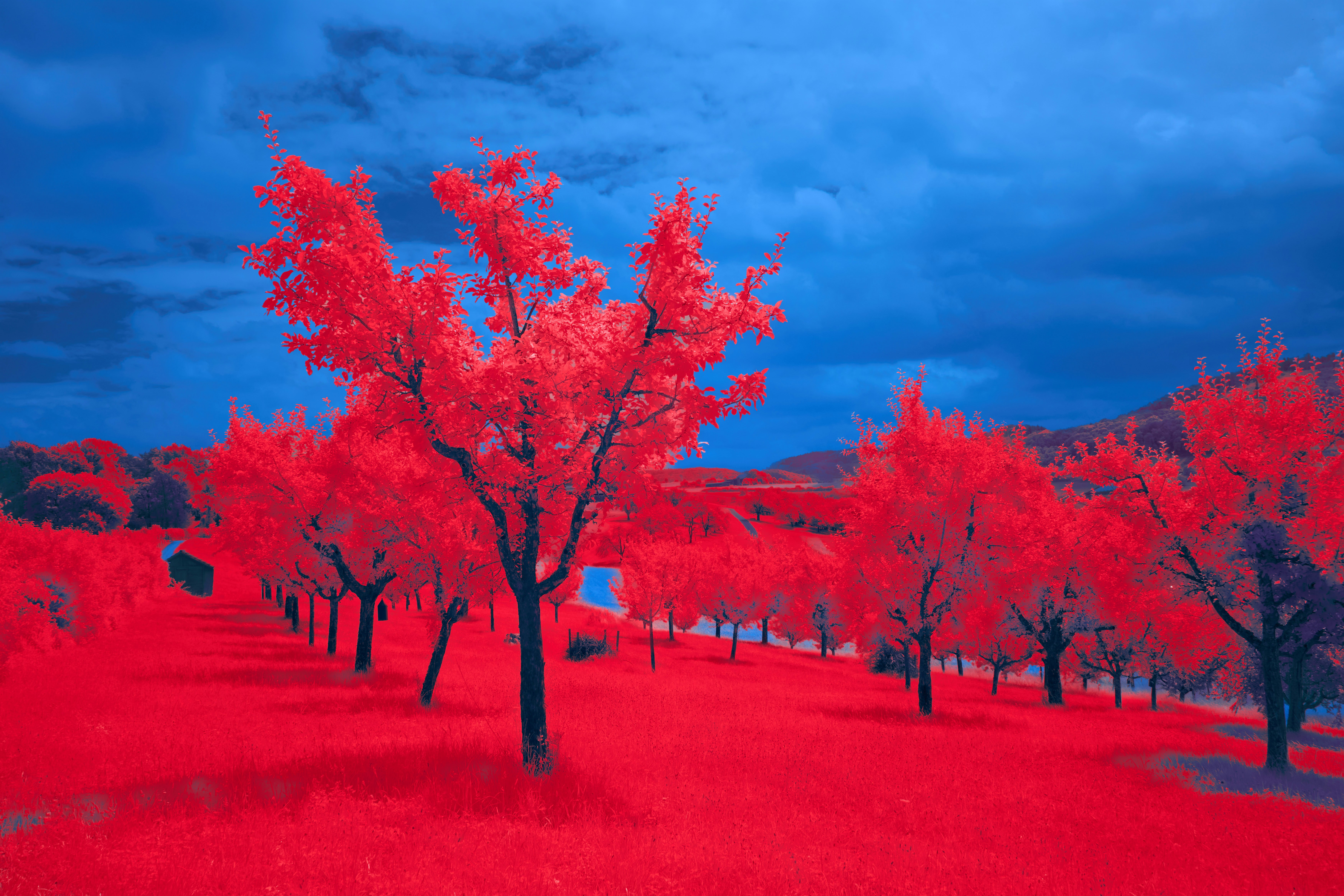 Photo by wolfgang_hasselmann