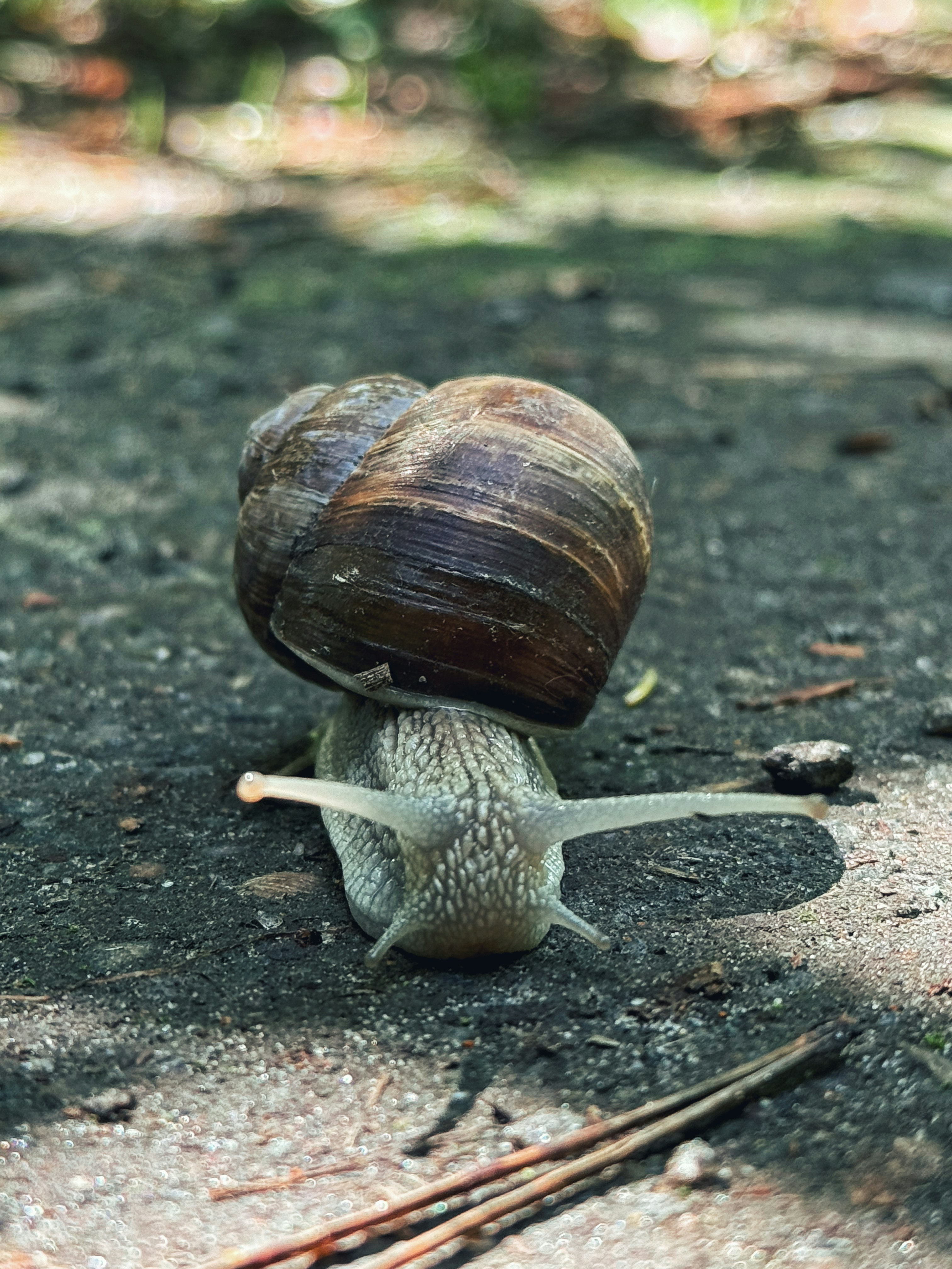 A snail crawling on the ground in the sun