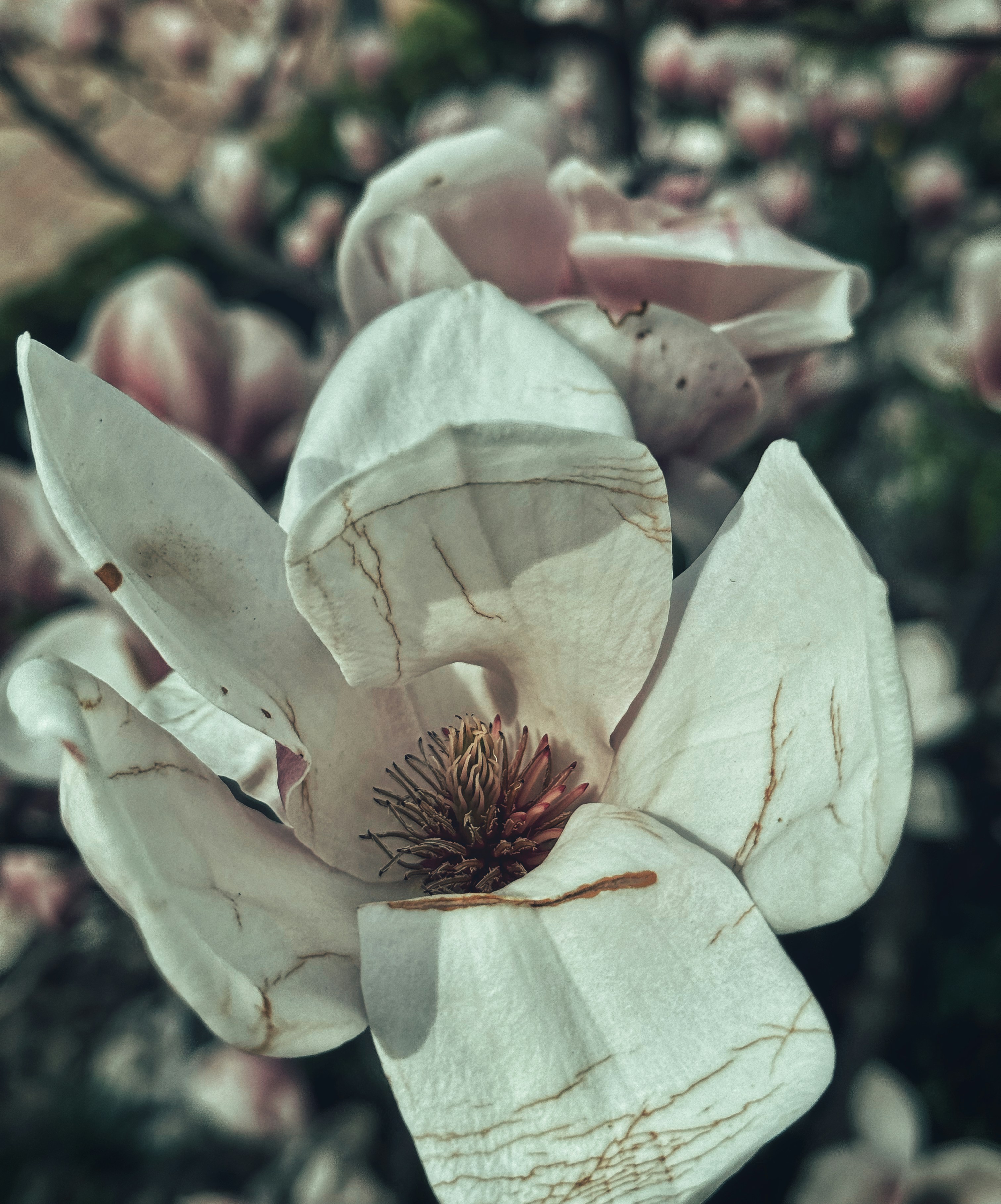 A close up of a white flower on a tree