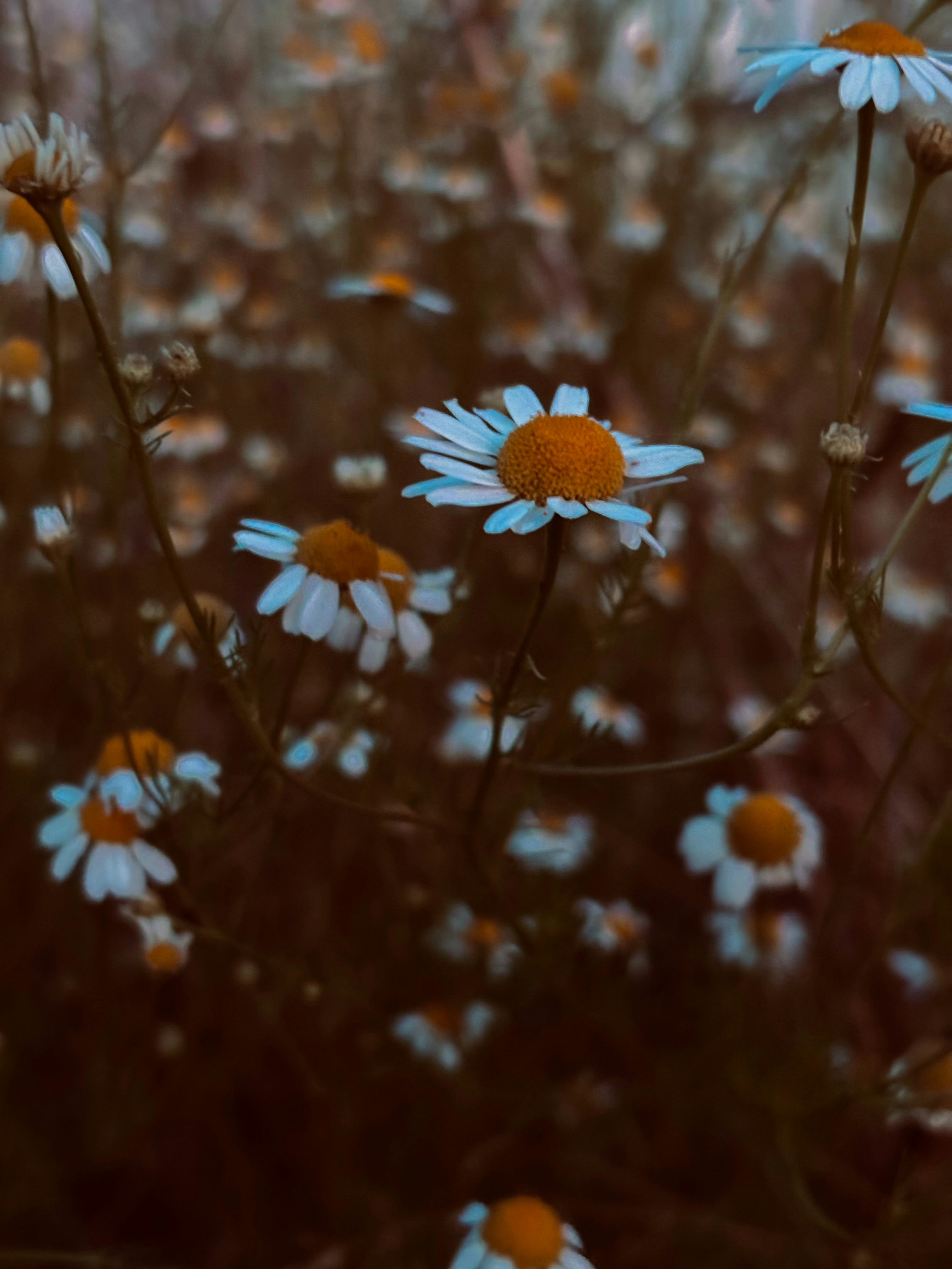 Photo by trandafir93