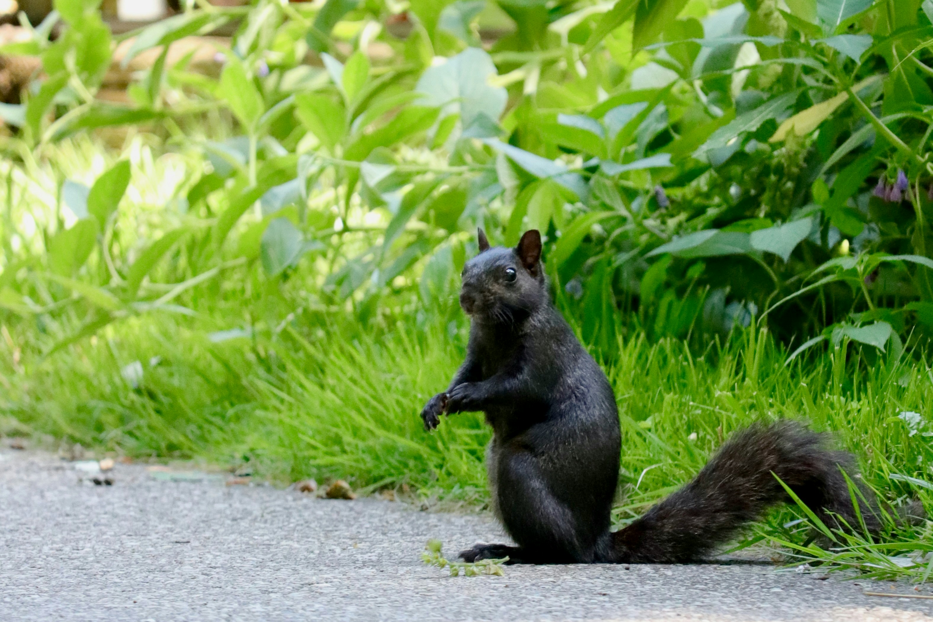 A squirrel sitting on its hind legs on the side of a road