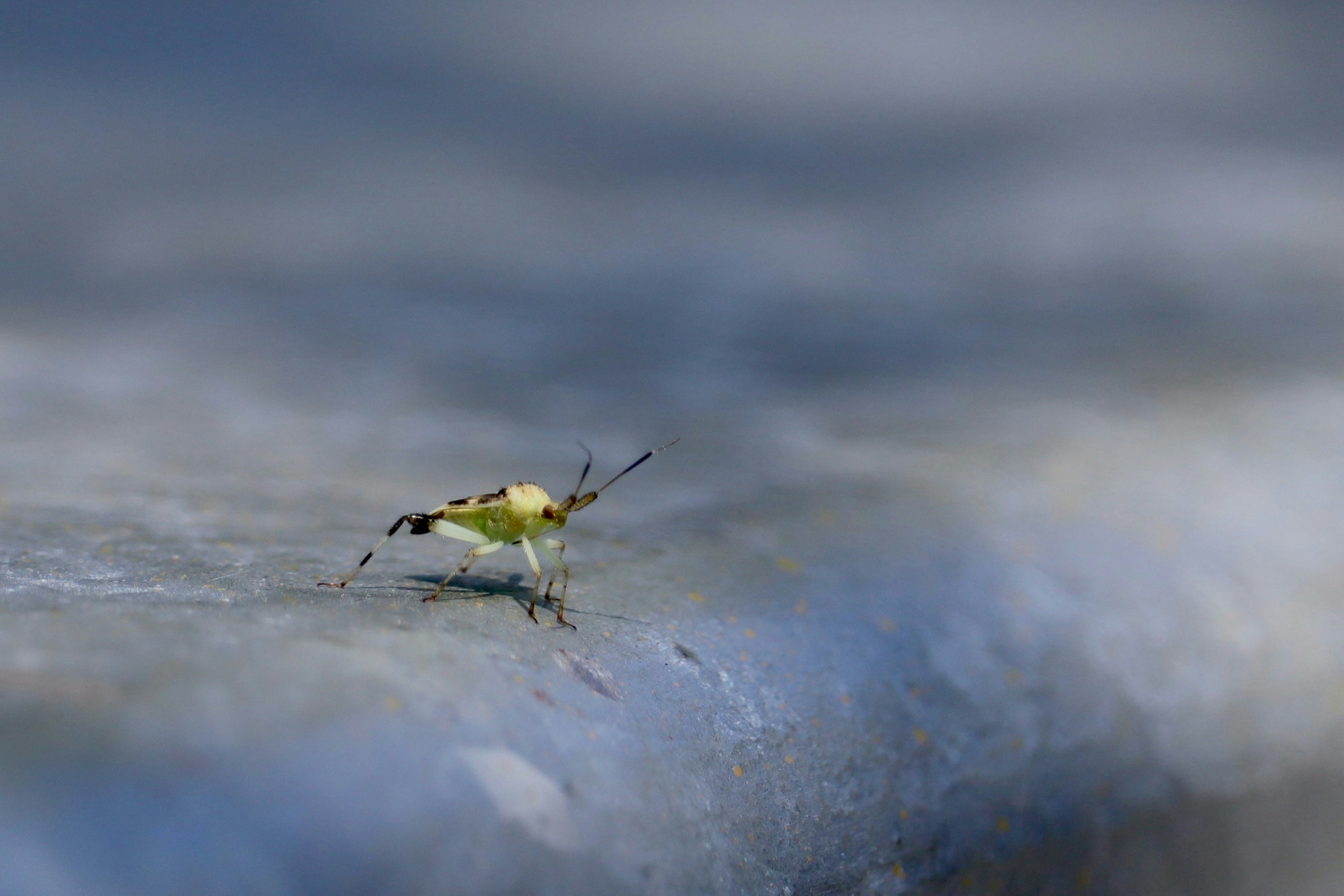 A small yellow bird standing on top of a wave