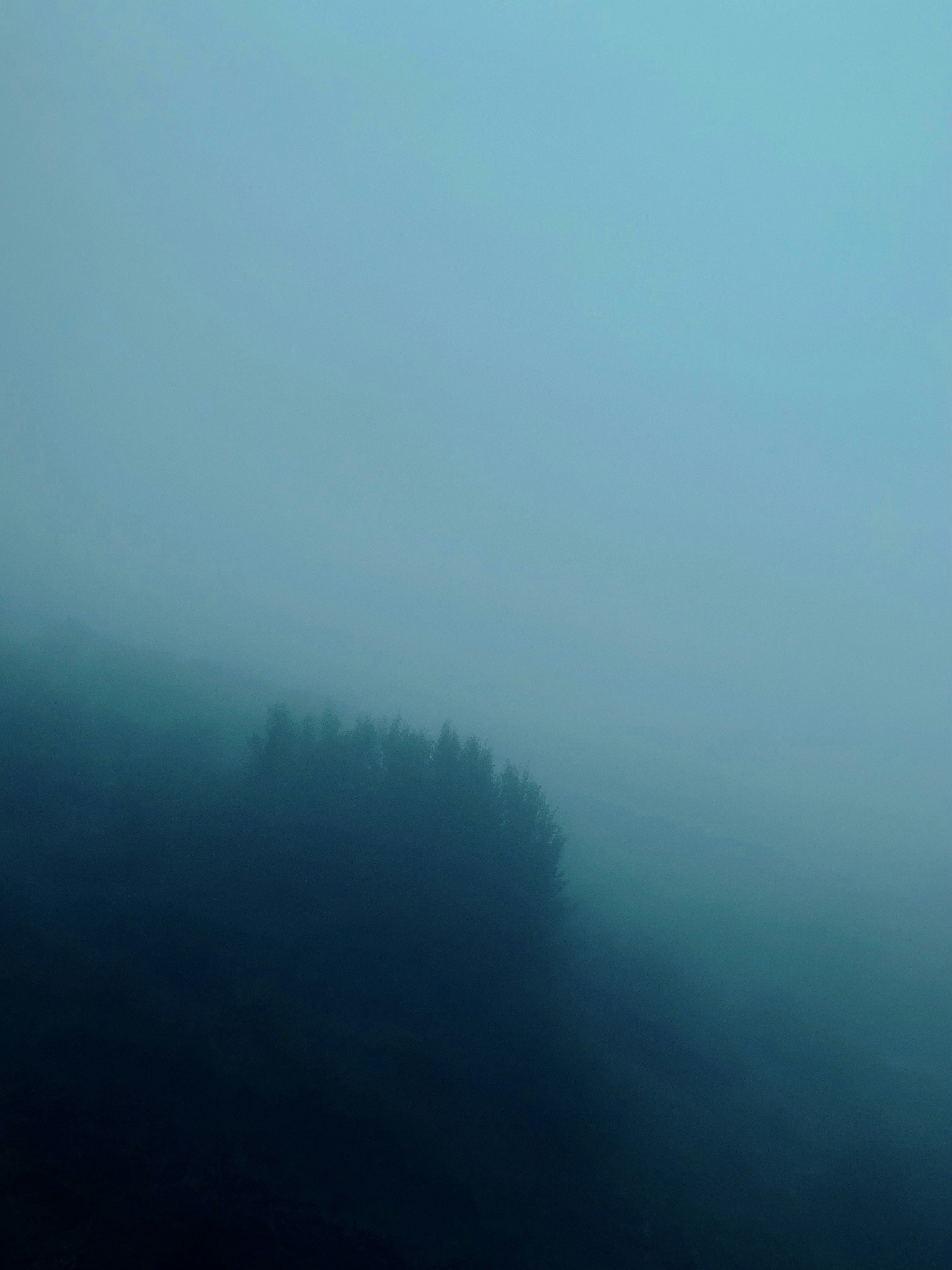 A blurry photo of trees in the fog