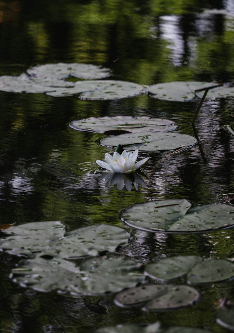 Masurian lakes nature