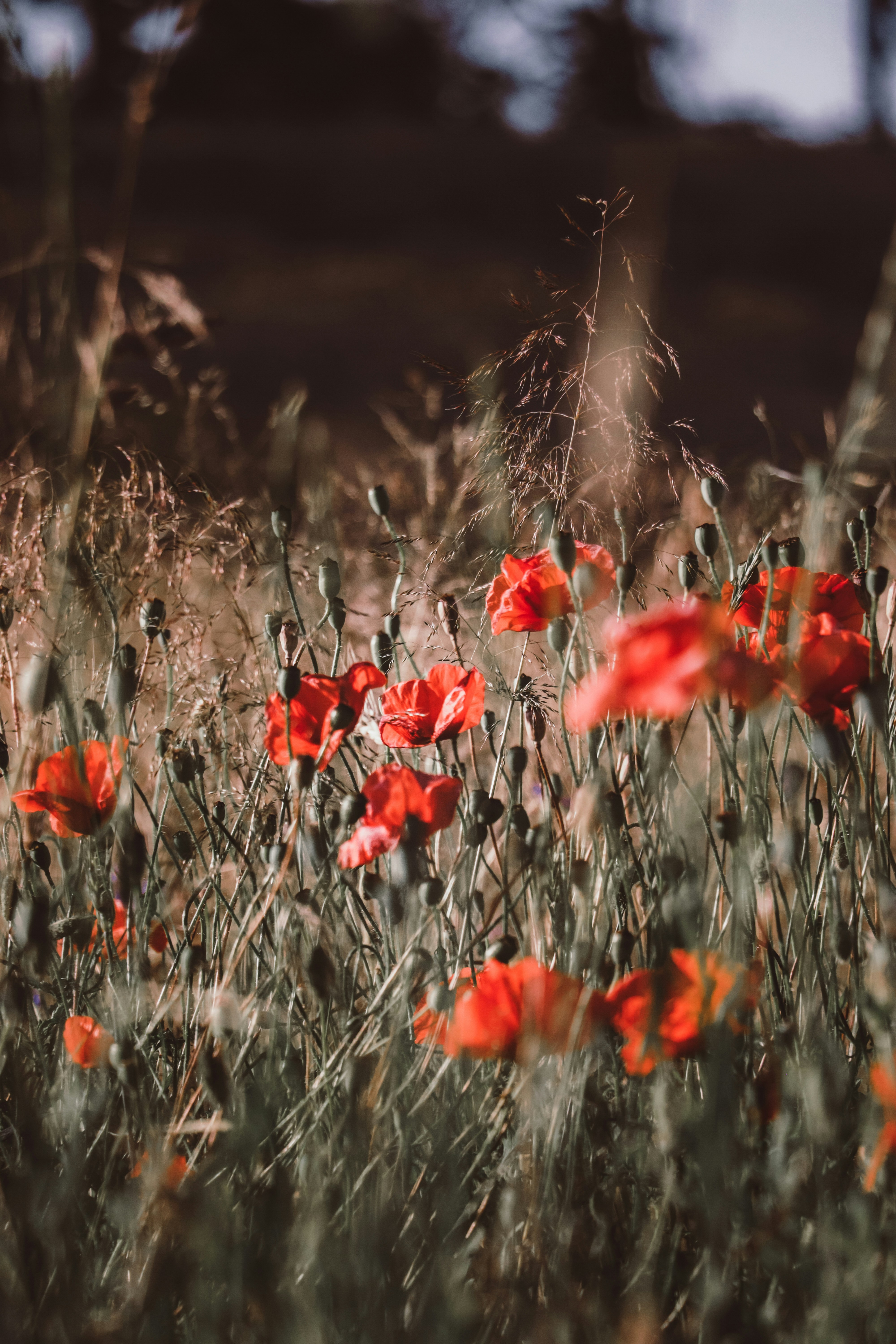 Red poppies, my favorite symbol of summer. Masuria, time passes more pleasantly here.