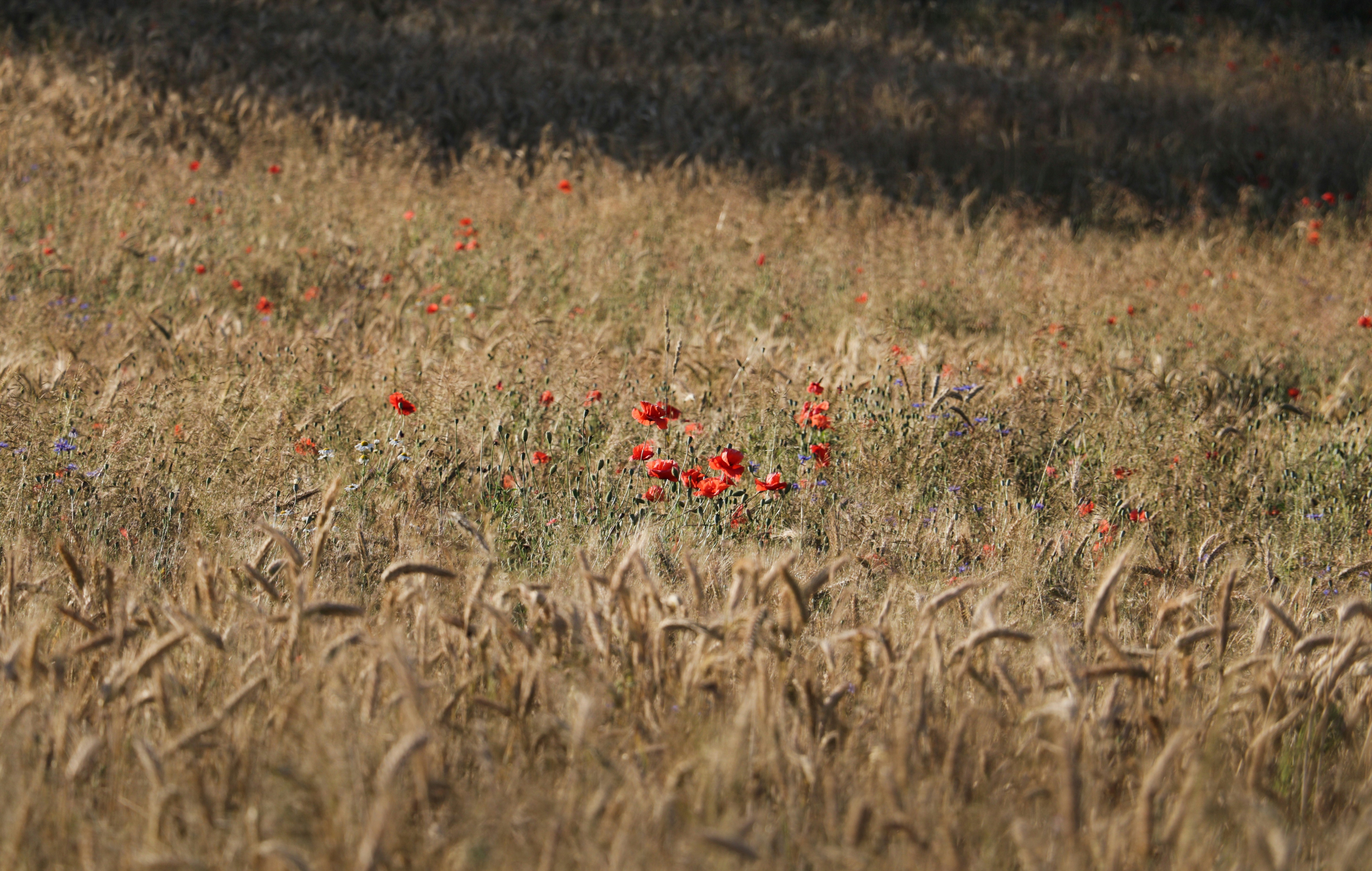 A field full of tall grass and red flowers