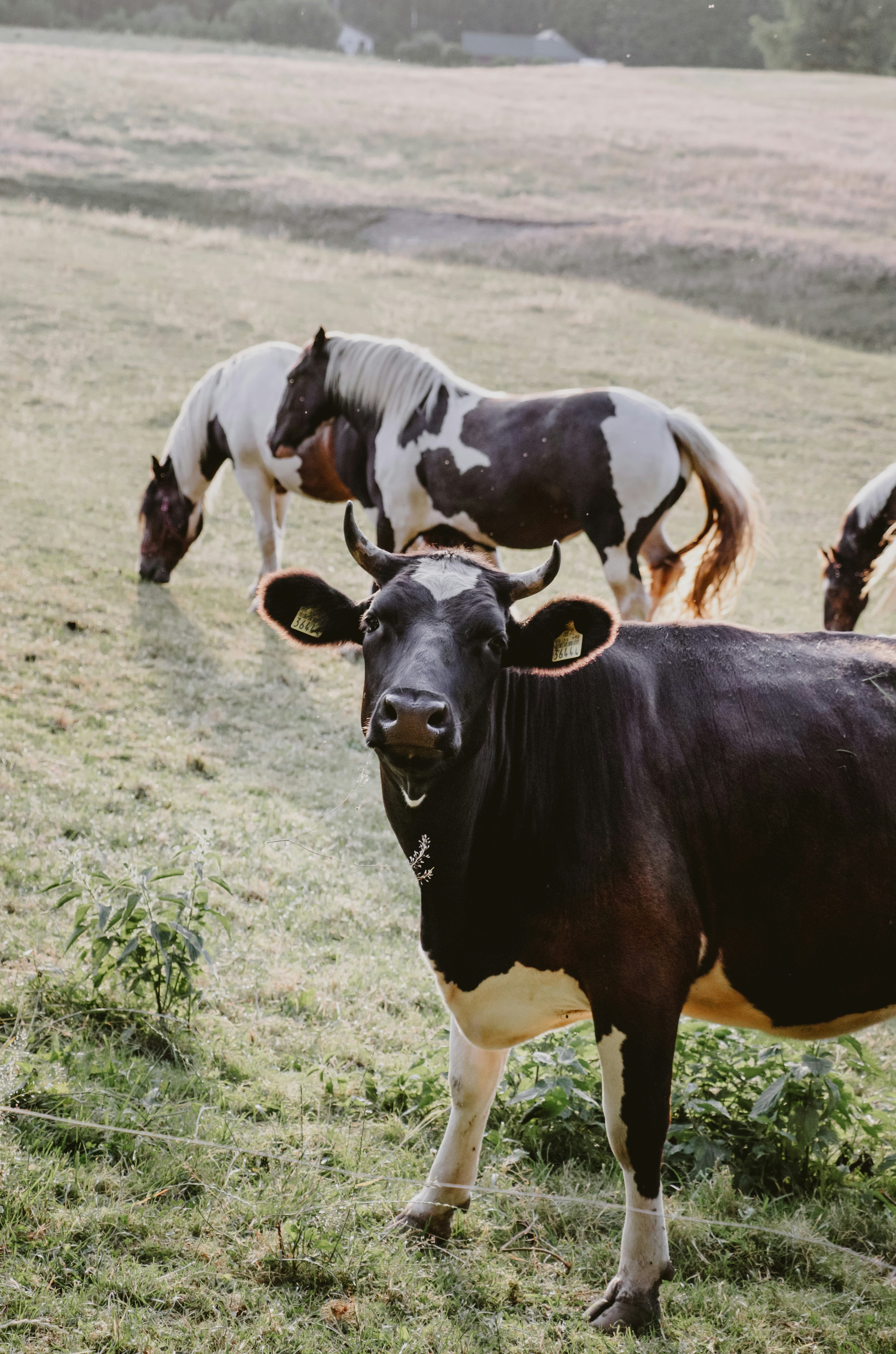 A herd of cattle standing on top of a grass covered field