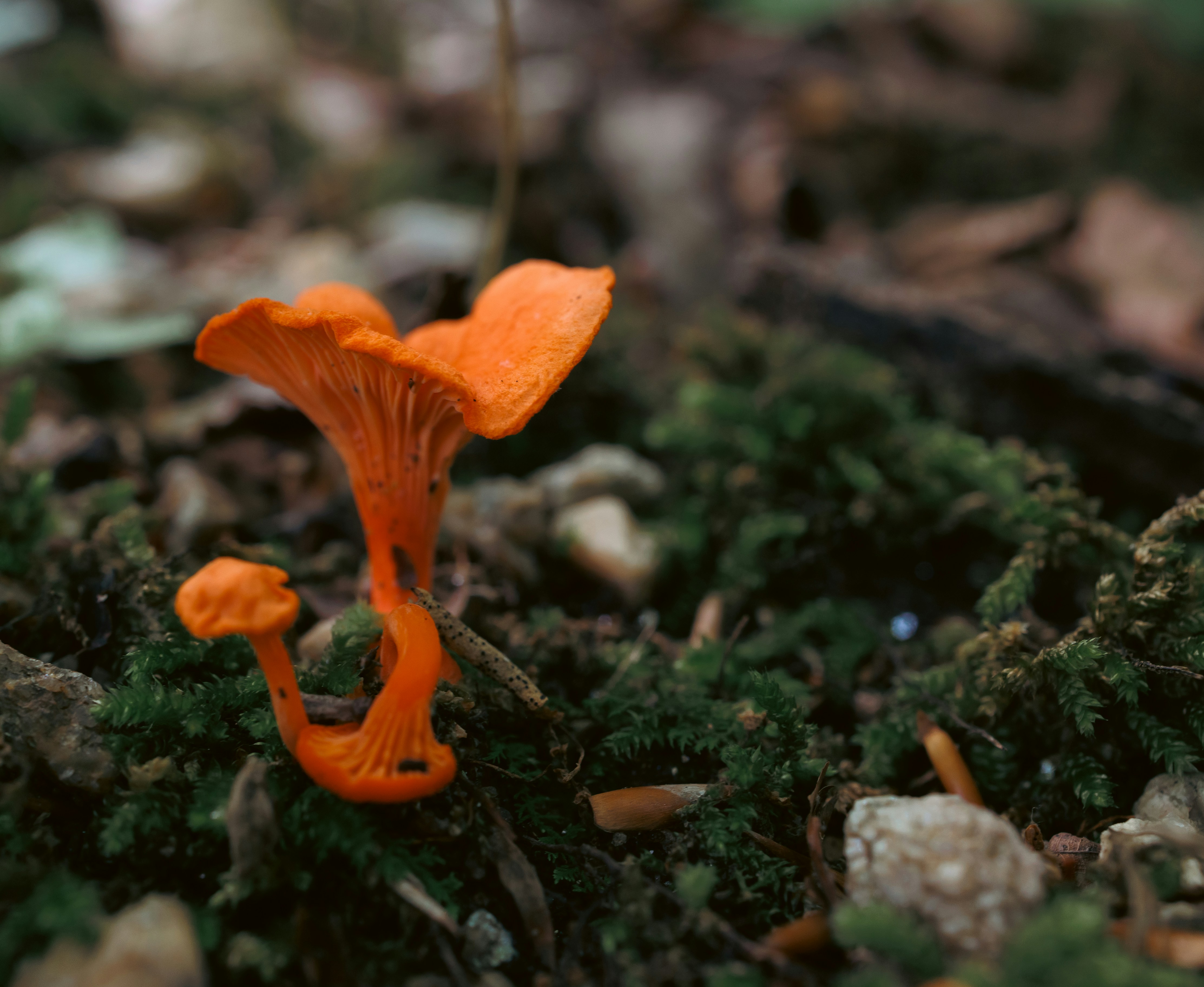 Chanterelle Mushroom Recipes for Cozy Dinners - Step-by-Step Instructions for a Delicious Chanterelle Mushroom Sauce