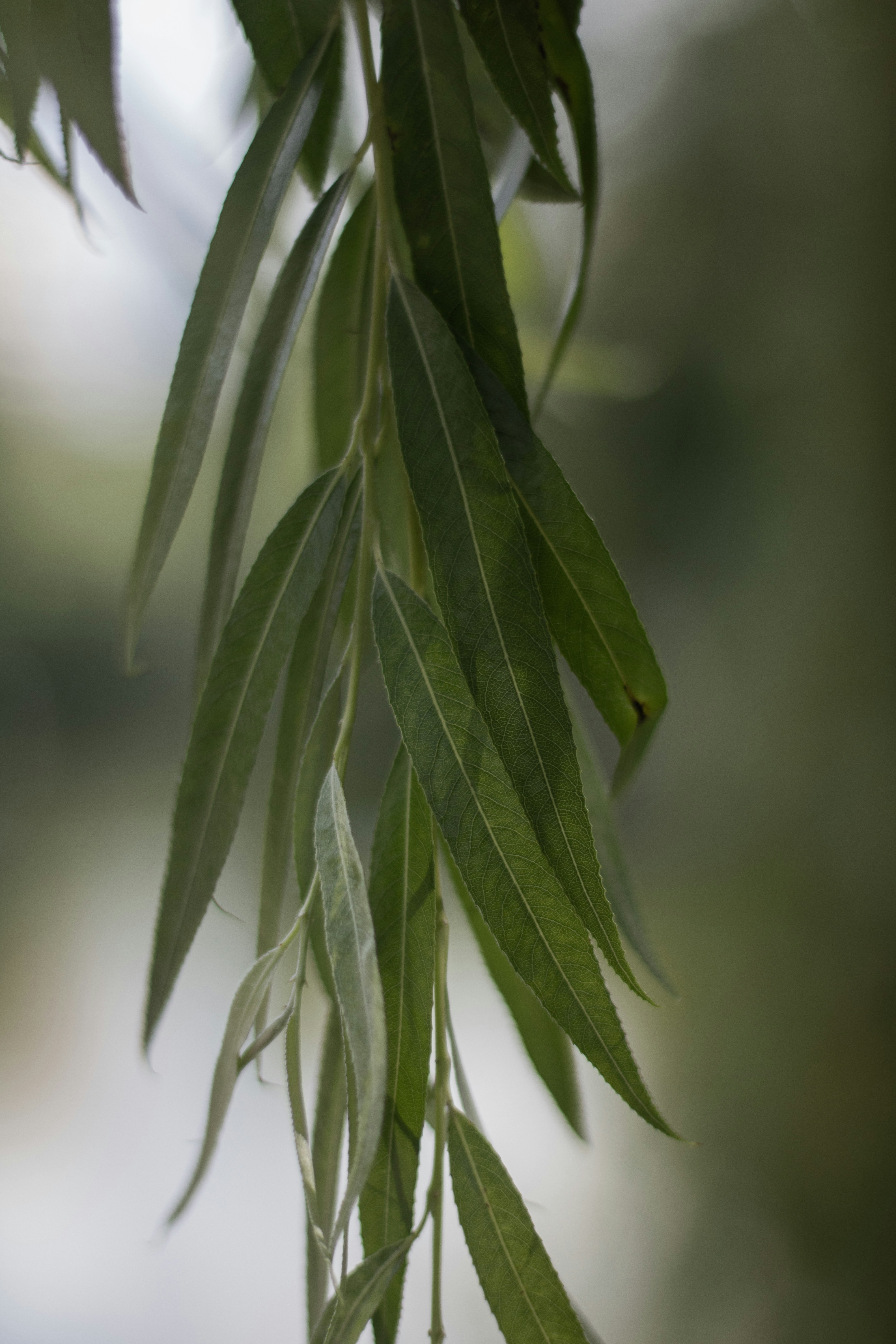 A close up of a tree branch with leaves