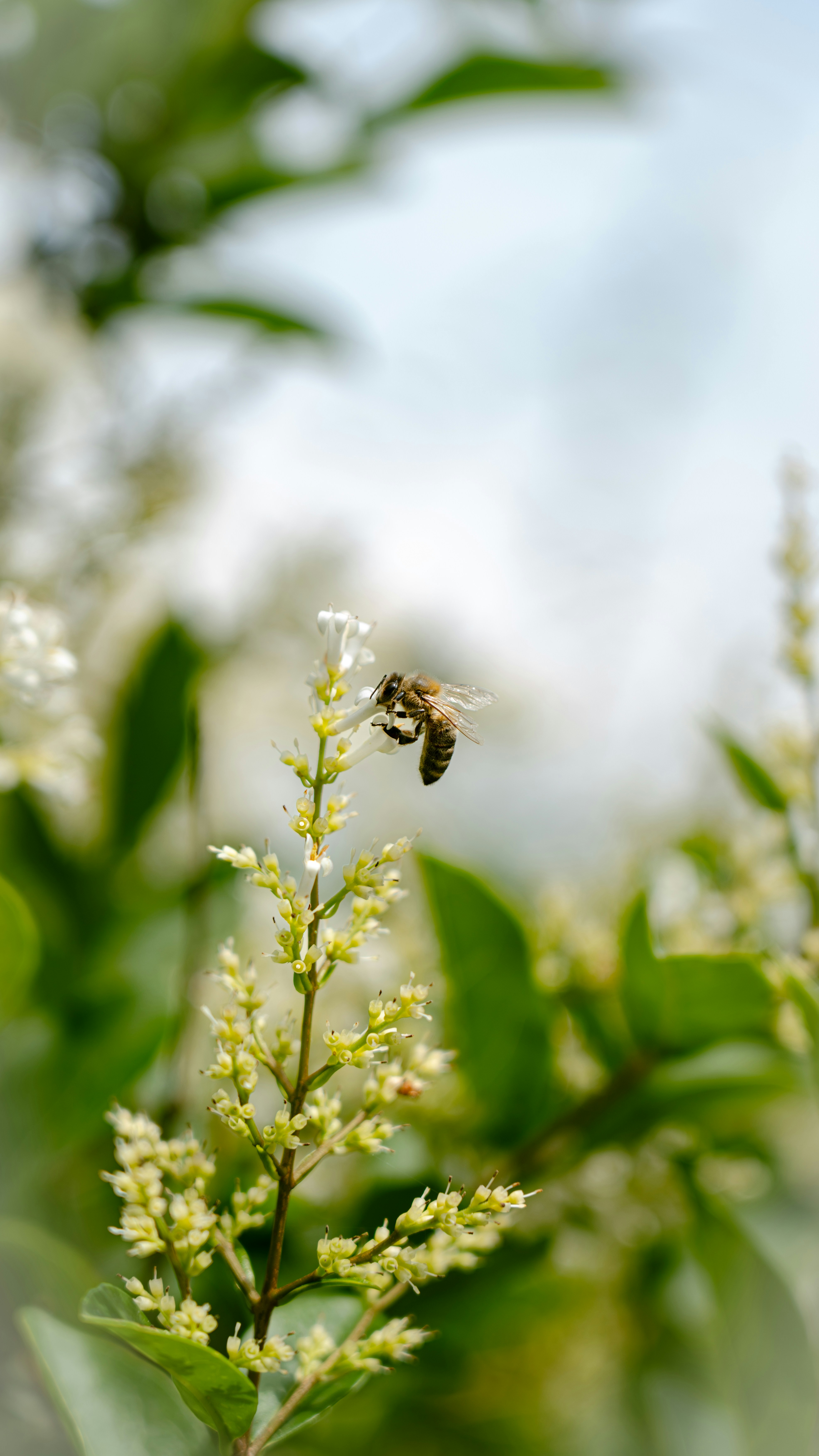 Photo by wild_visonsonig