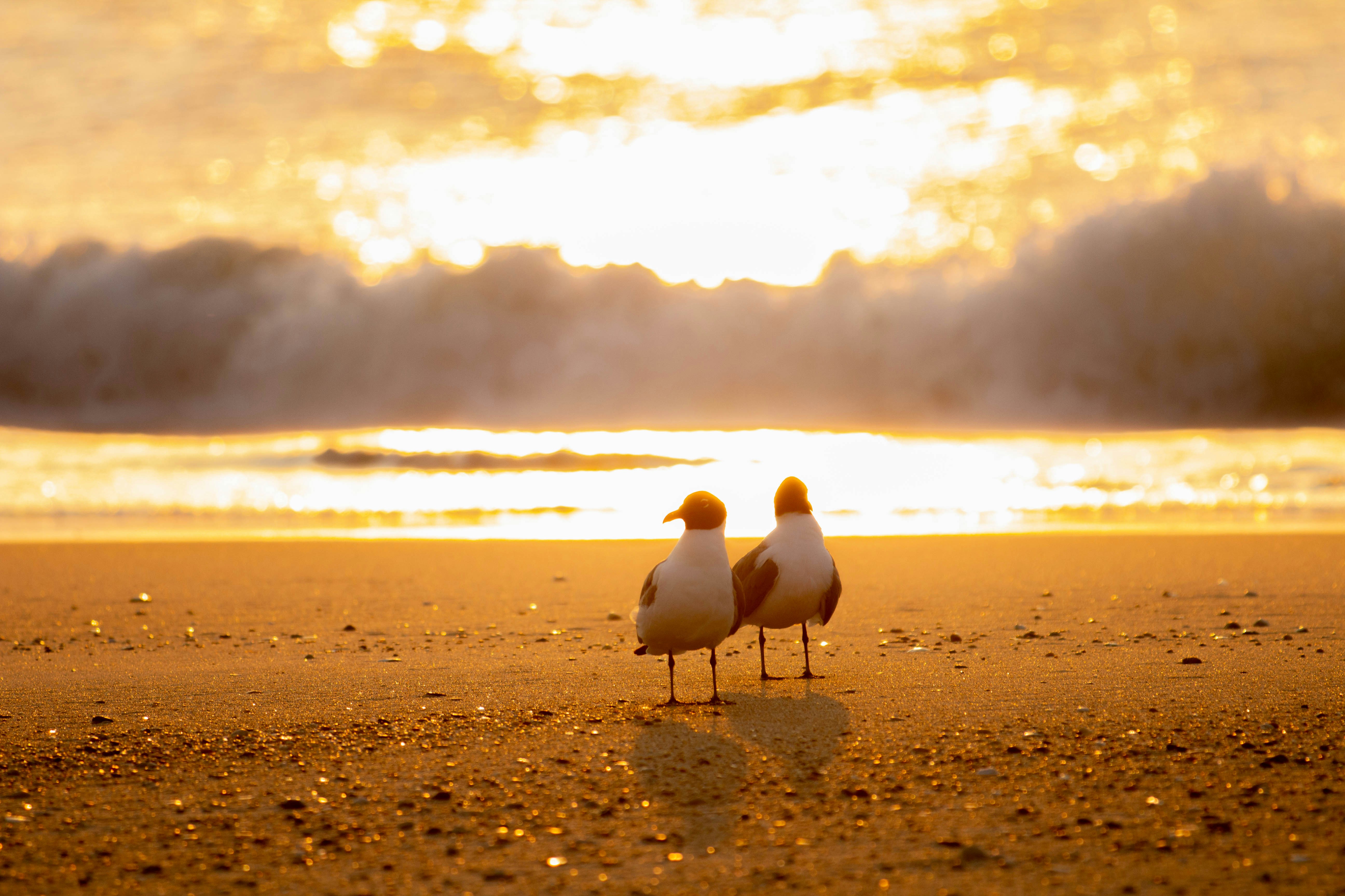 Two seagulls standing on the beach at sunset