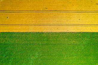A close up of a green and yellow wall