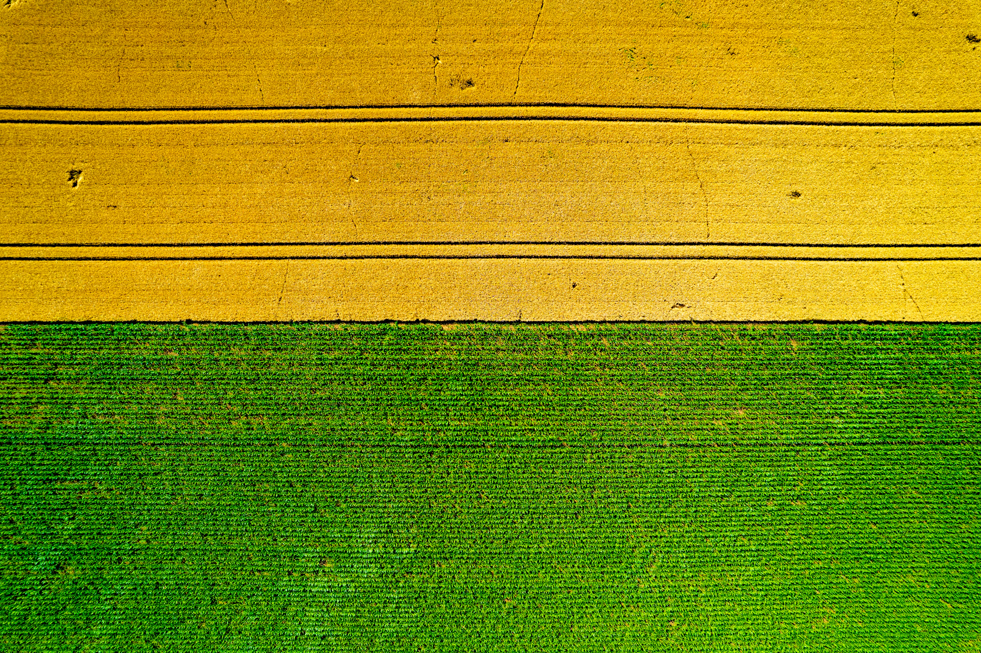 A close up of a green and yellow wall