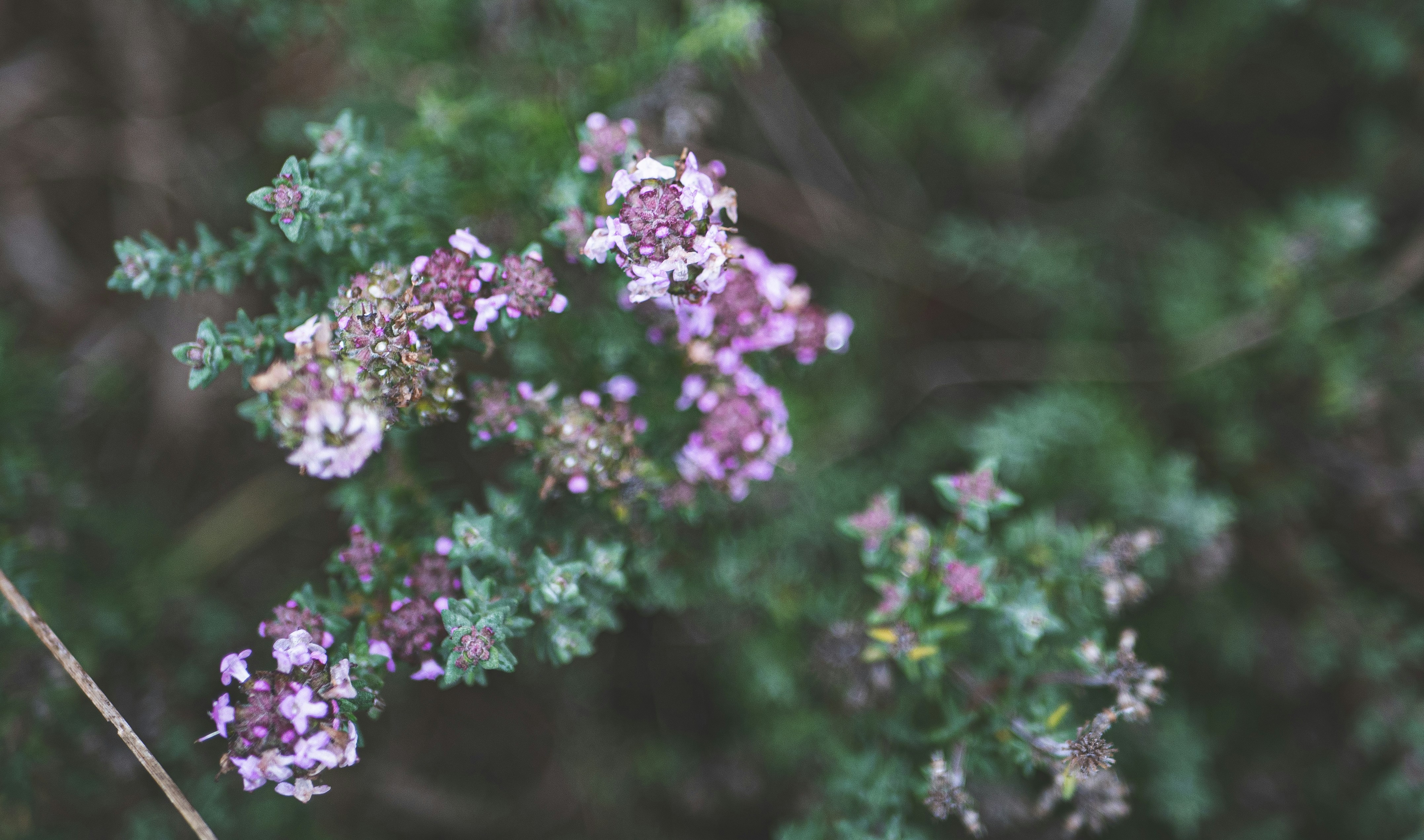 Photo by tototosia