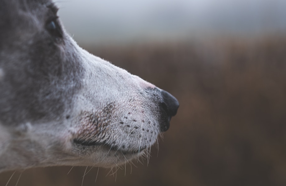 Pet Insurance for Older Dogs UK: Best Policies for Senior Pets