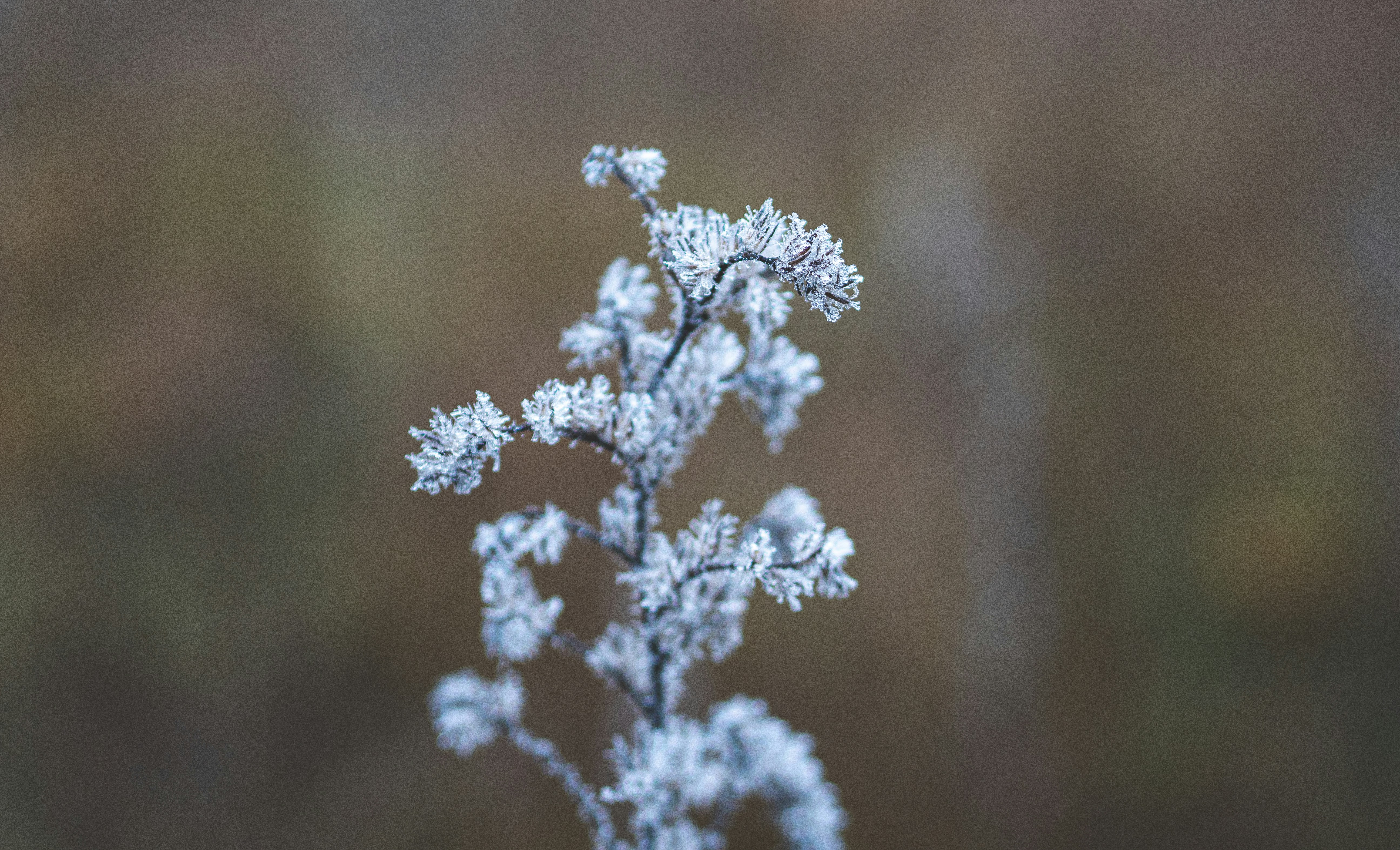 A close up of a plant with frost on it, 