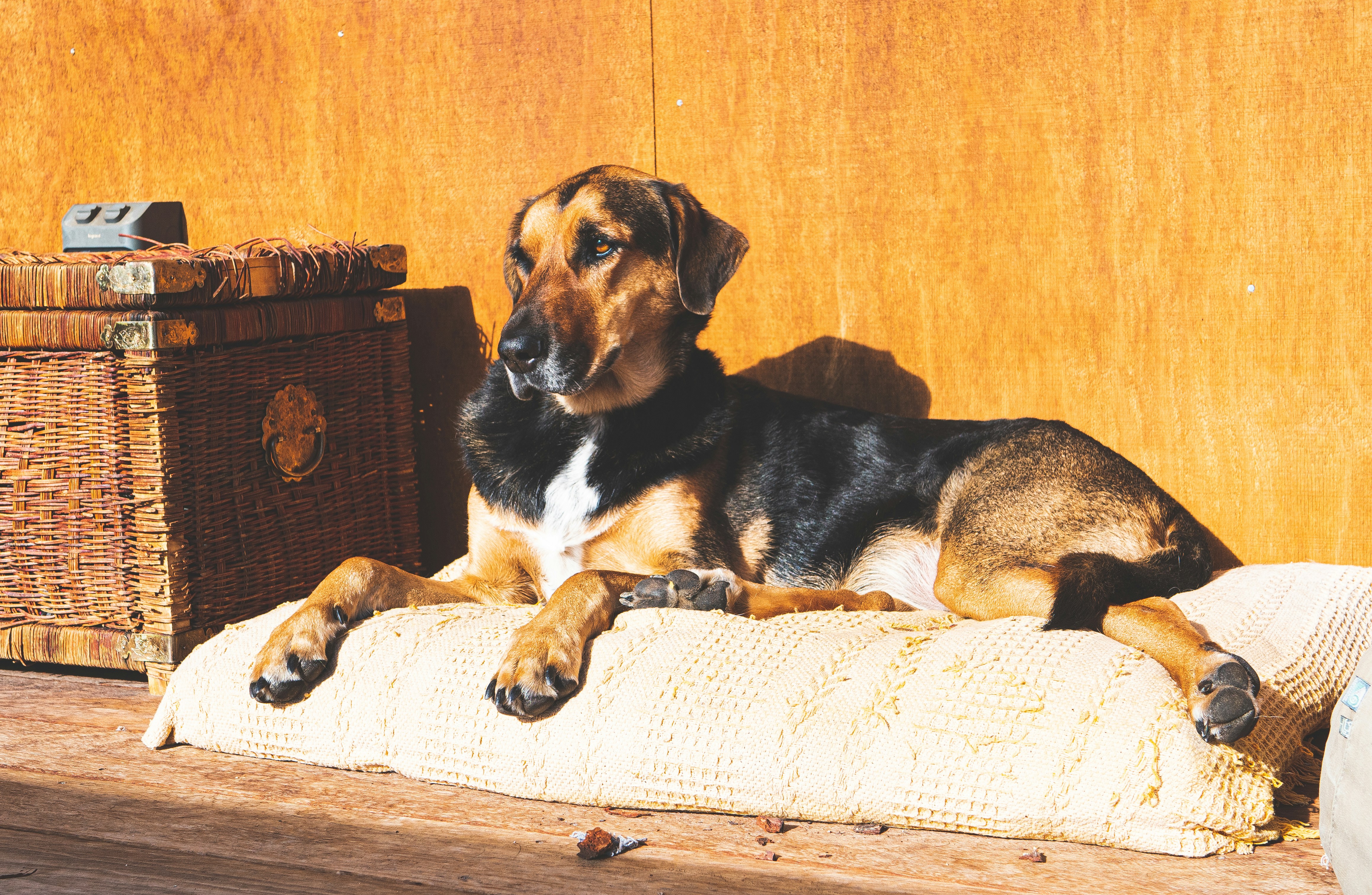 Best Dog Beds for Large Dogs in 2025