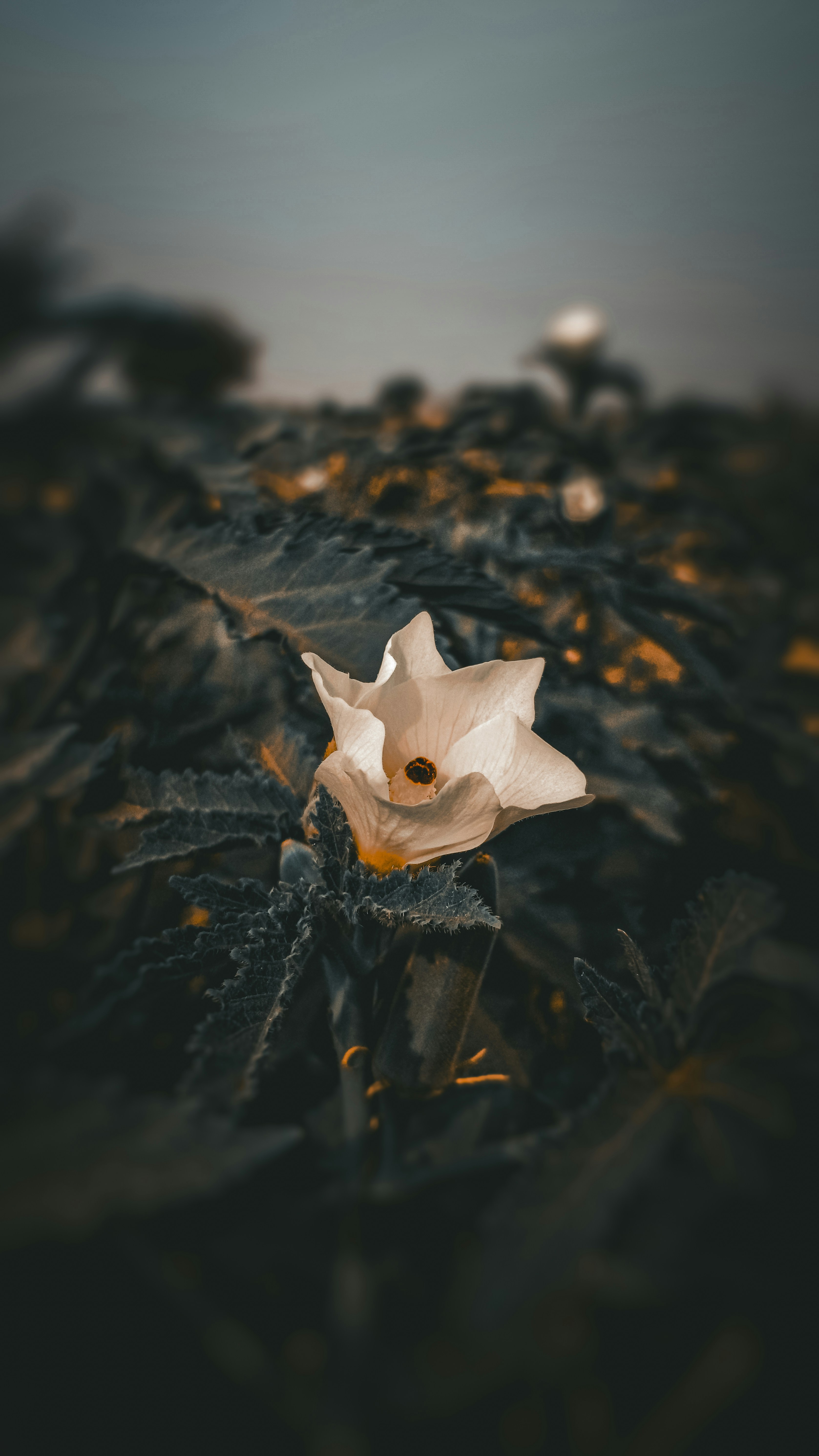 A white flower sitting on top of a leaf covered ground