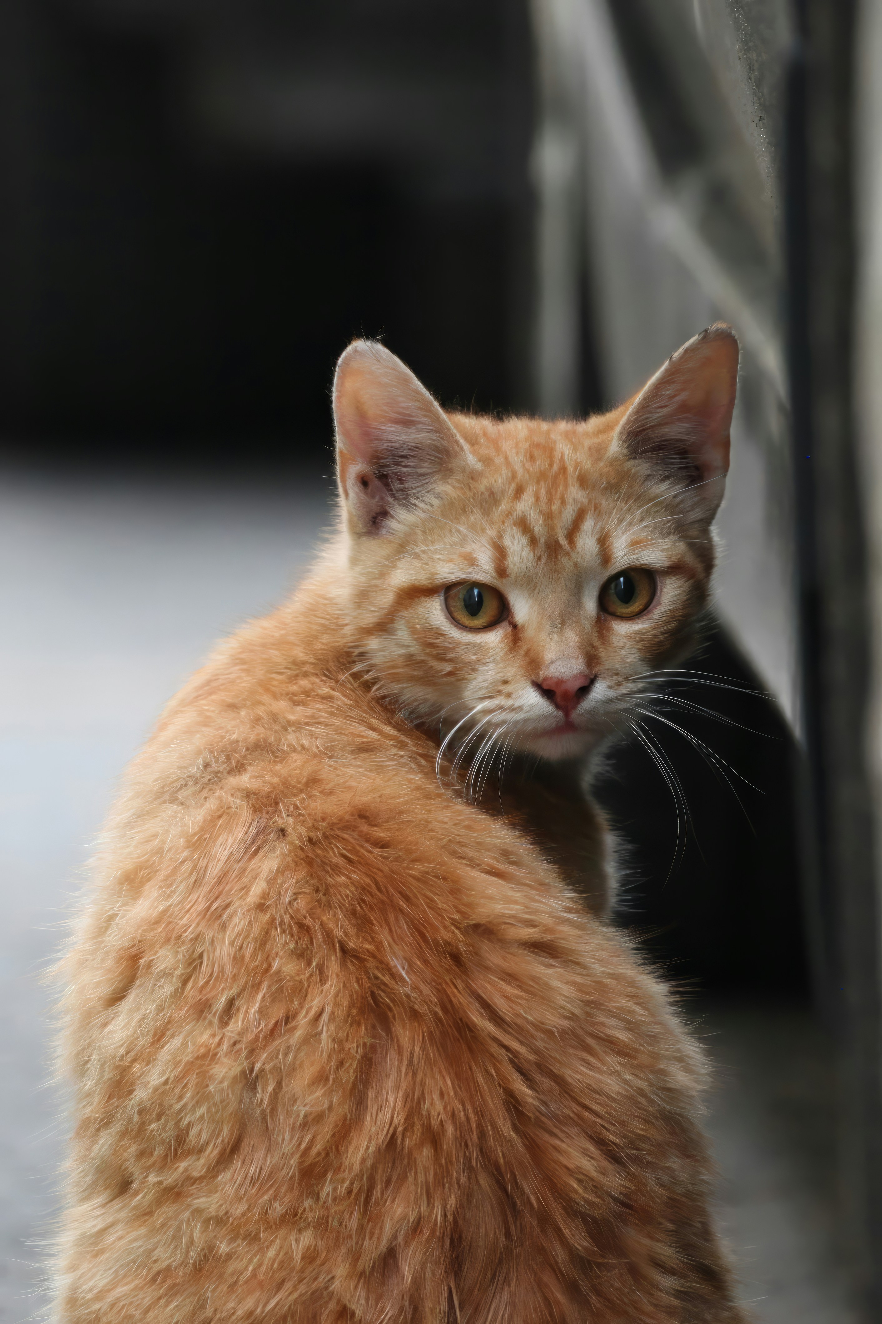 An orange cat sitting on the ground next to a wall