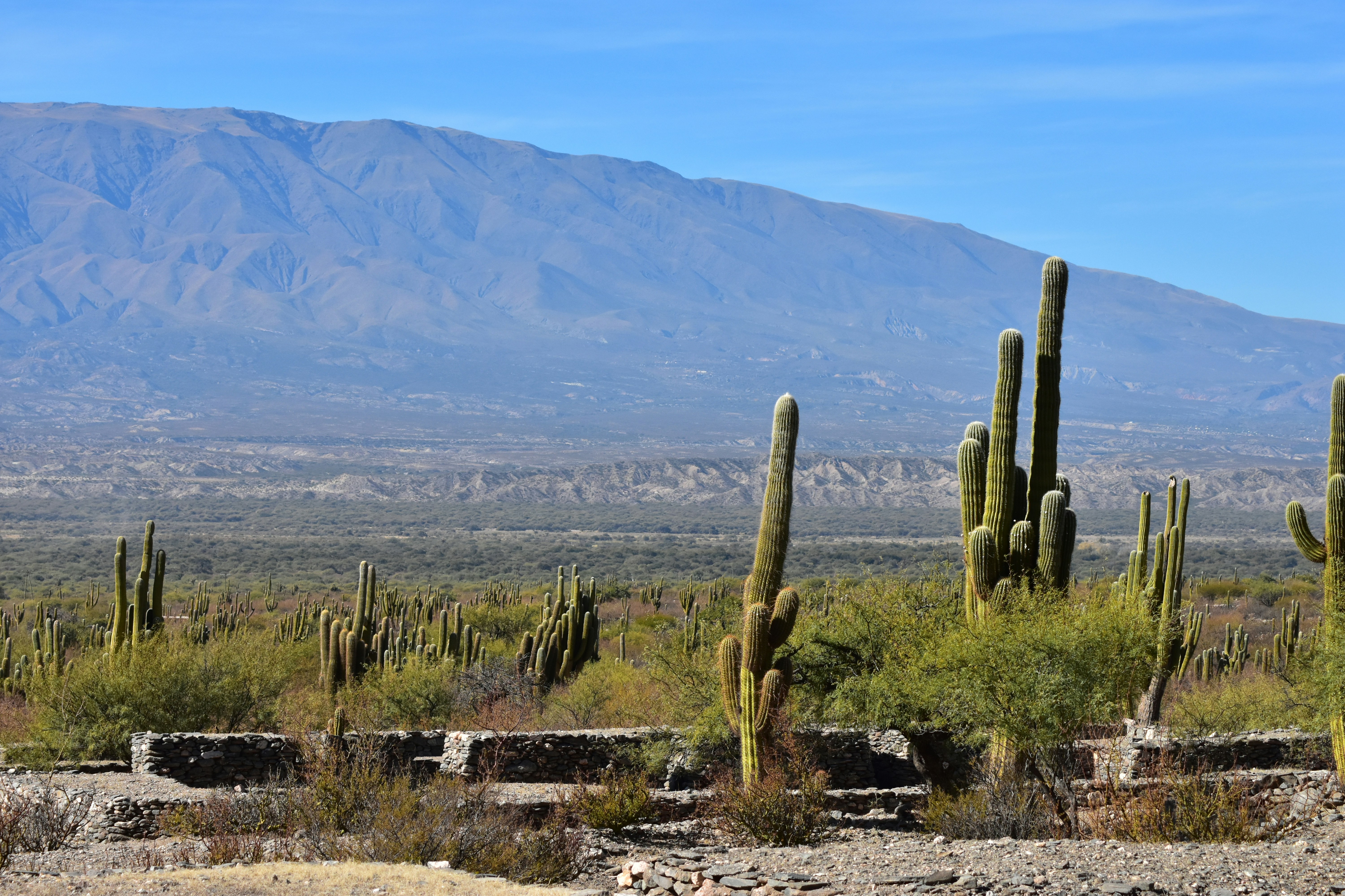 A large cactus field with a mountain in the background